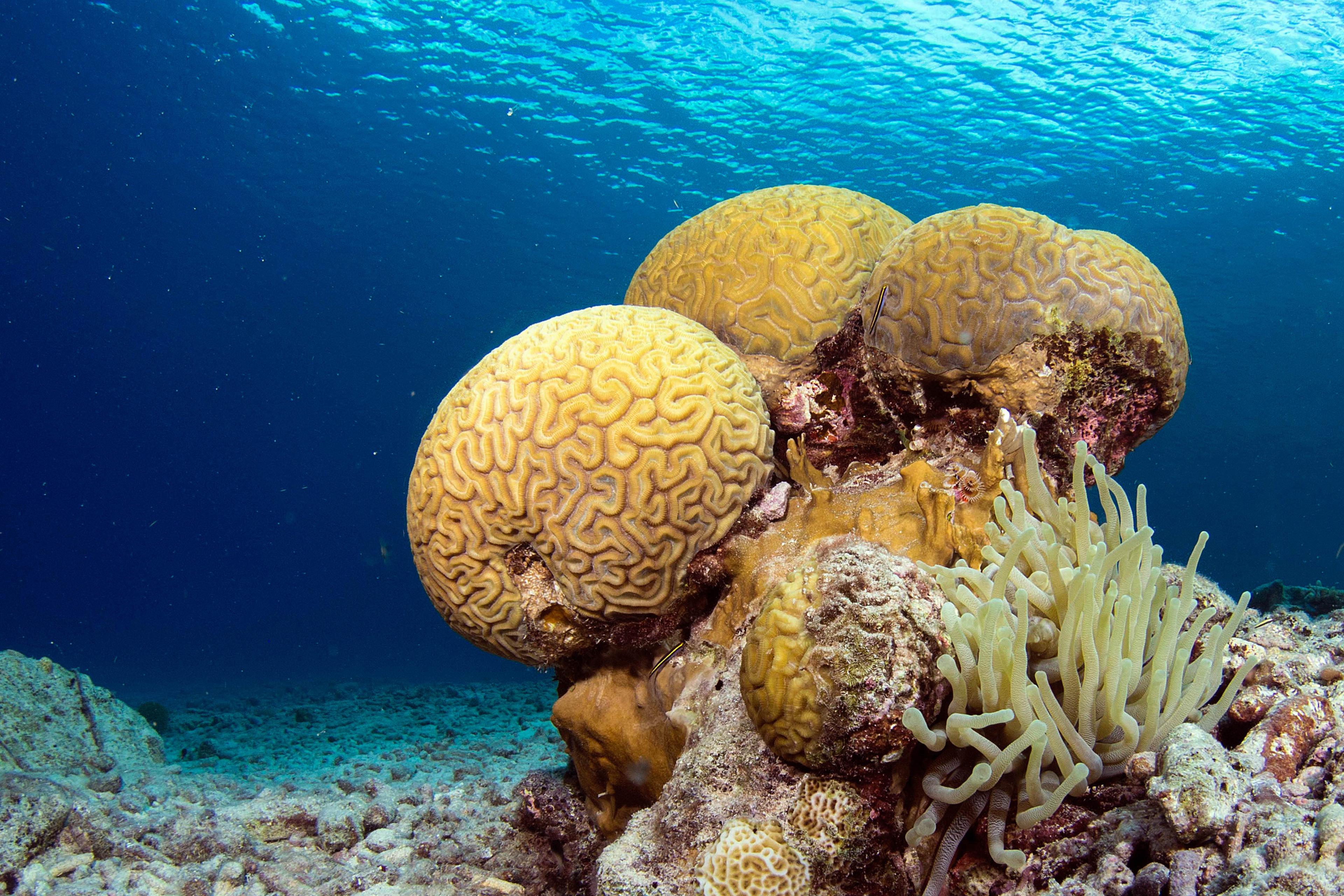 Koraal in zee Bonaire