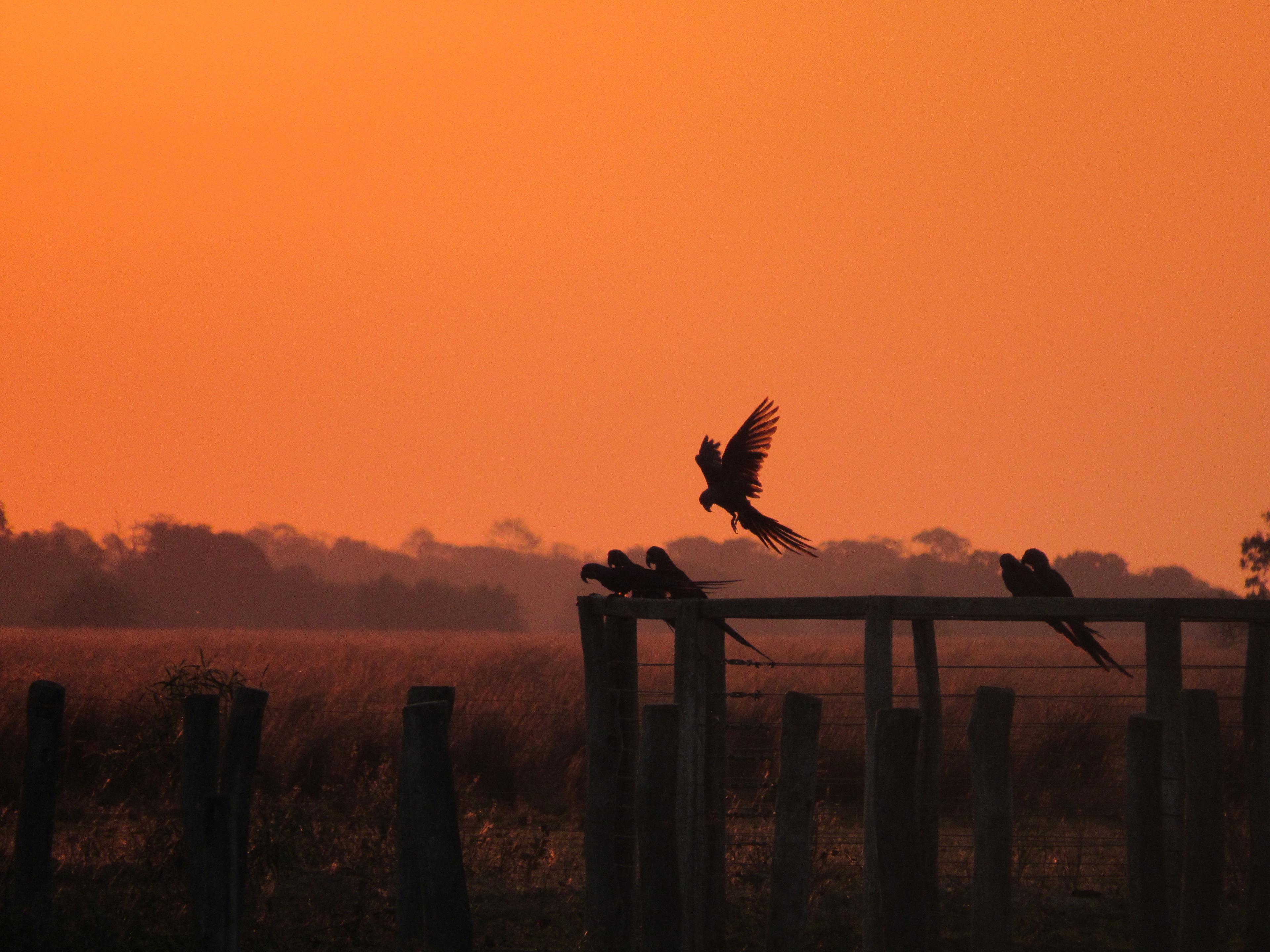 Papegaai, Mato Grosso, Pantanal, zonsondergang