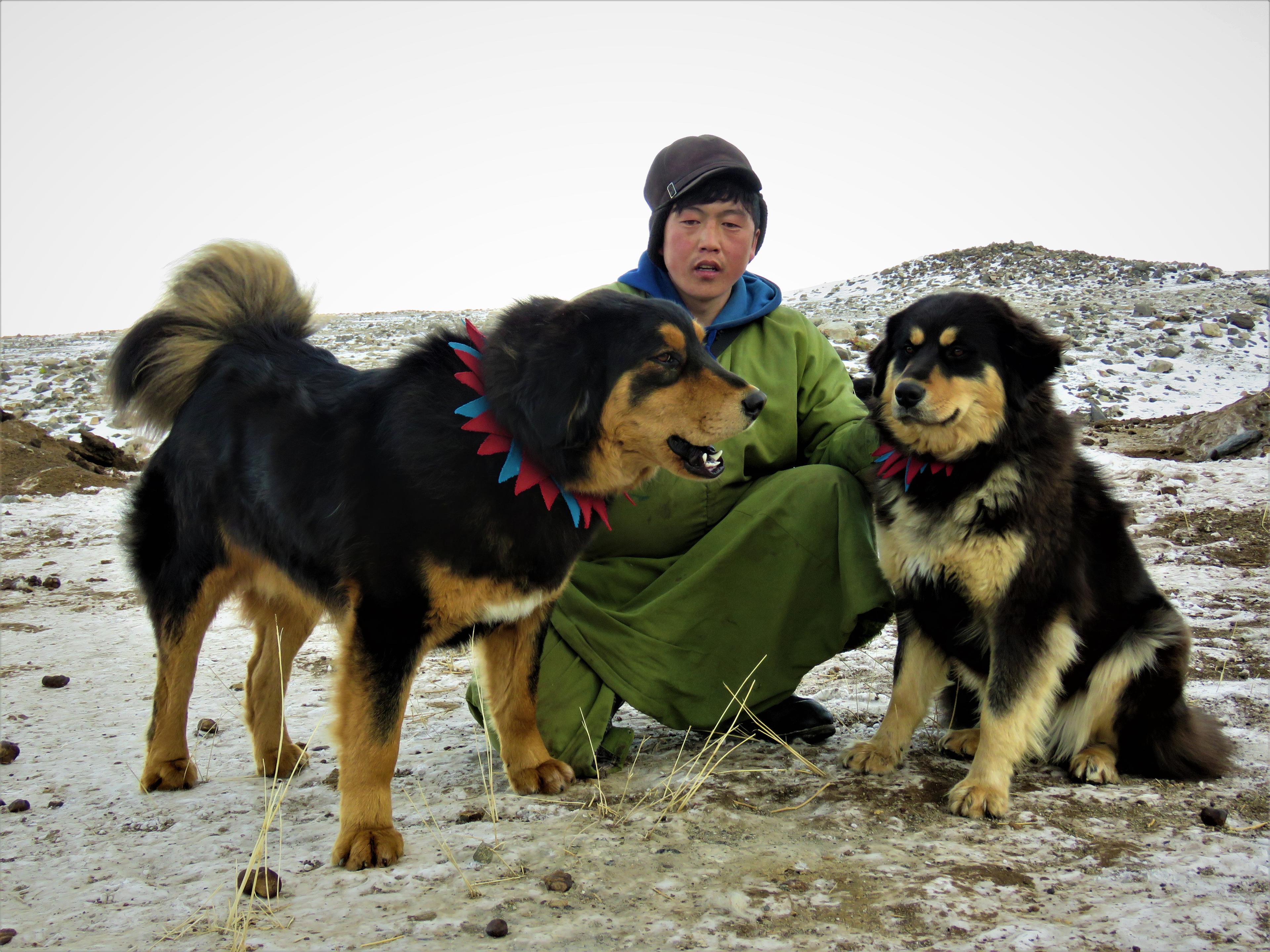 Honden in Mongolië