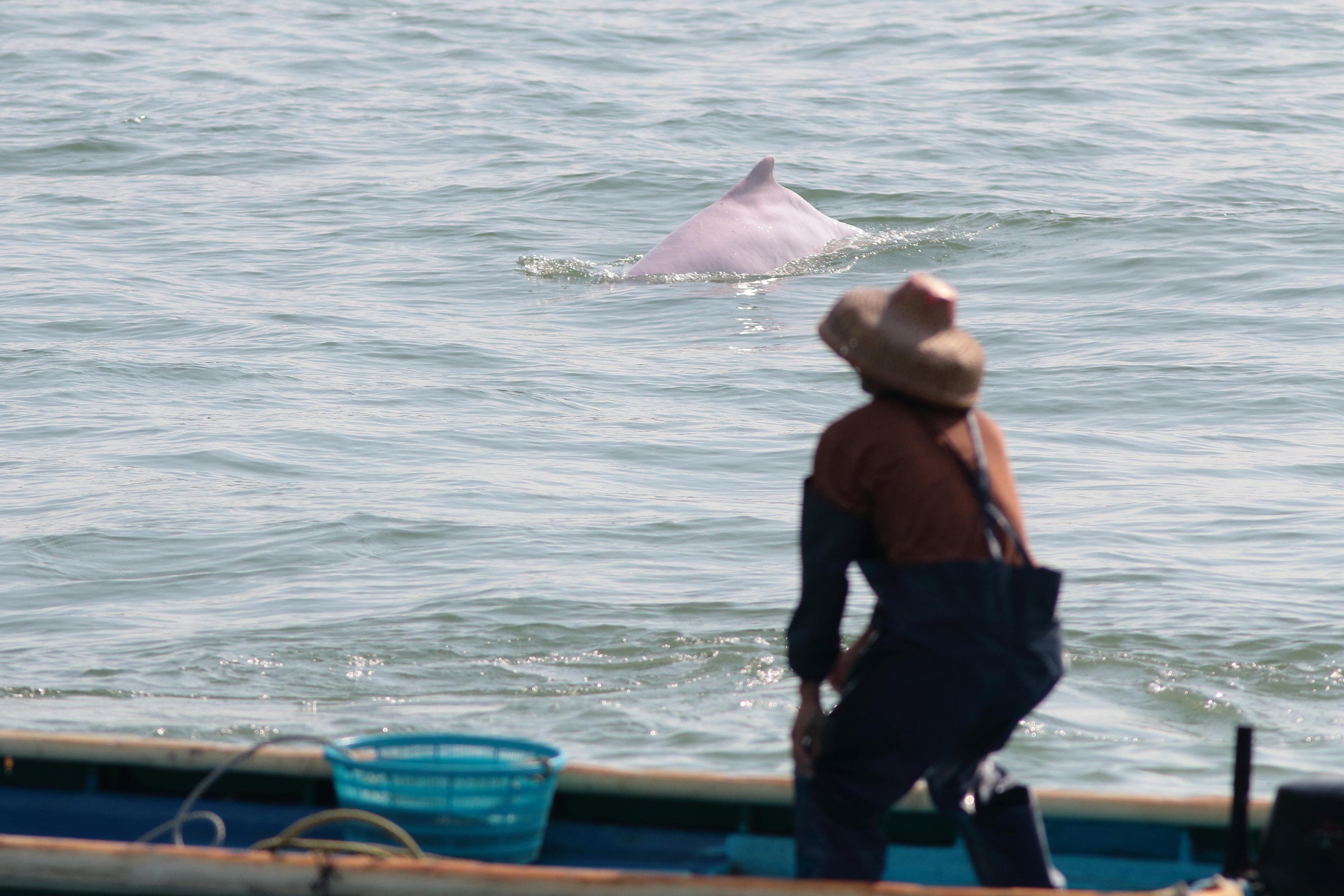 Chinese witte dolfijn bij een vissersboot
