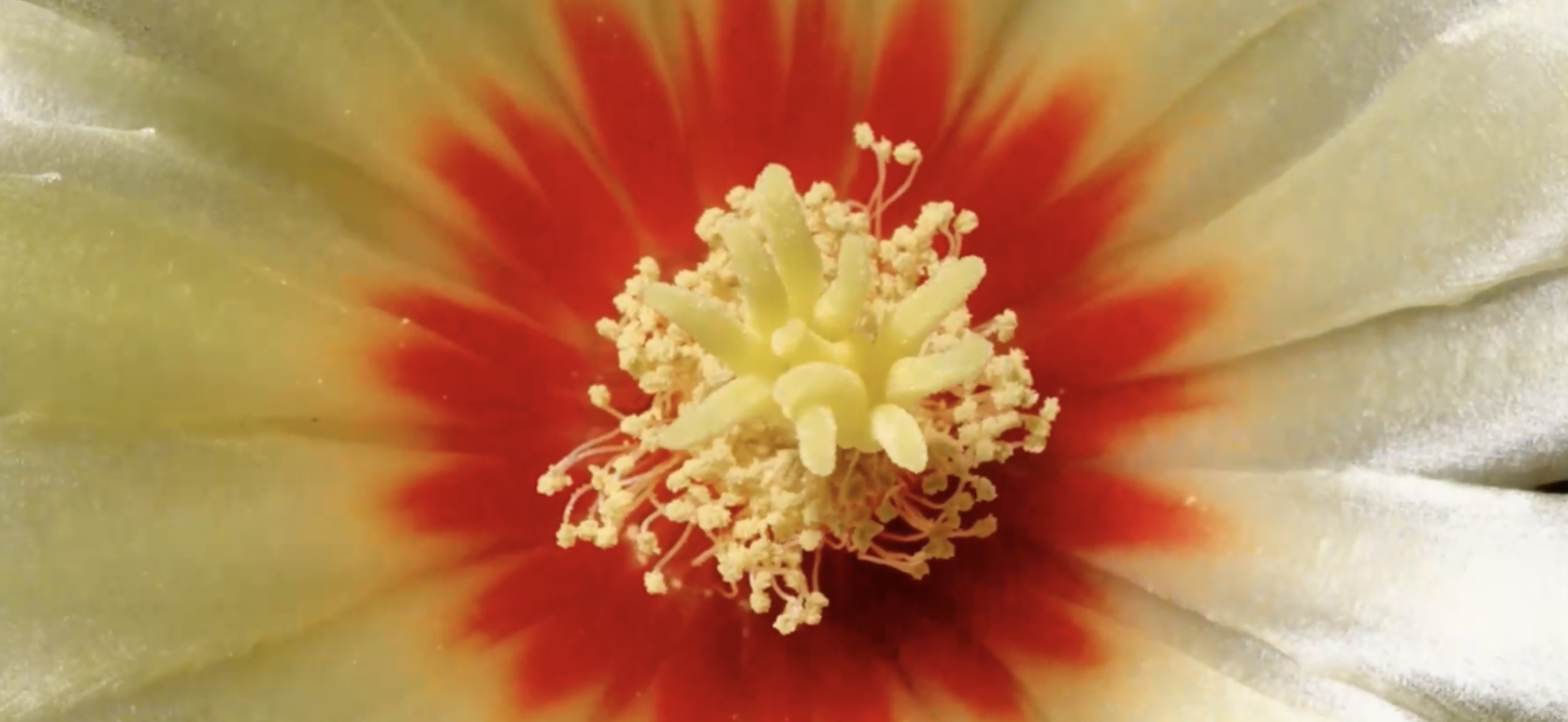 gele bloemenhart