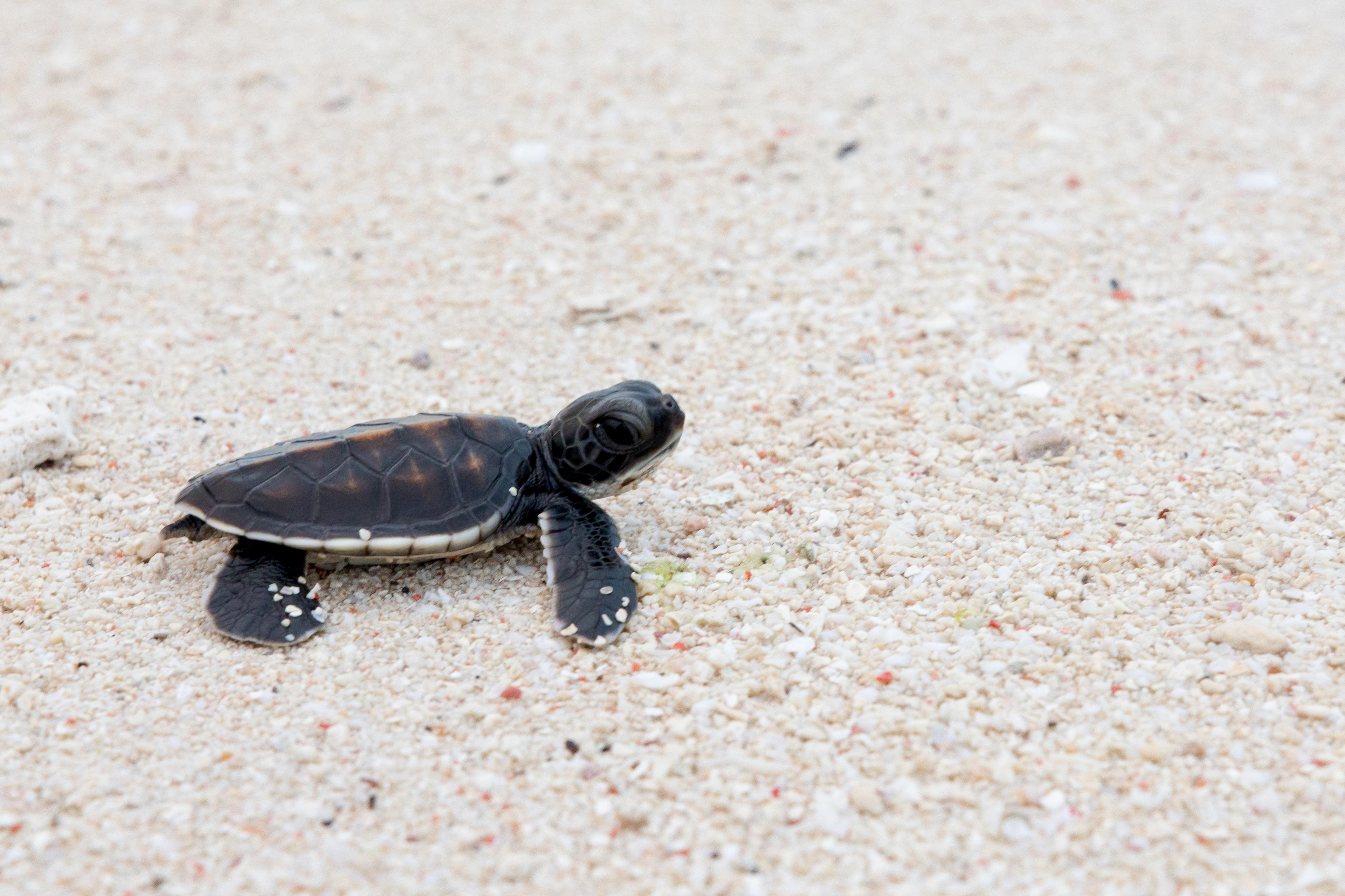 Babyzeeschildpadje in de Koraaldriehoek