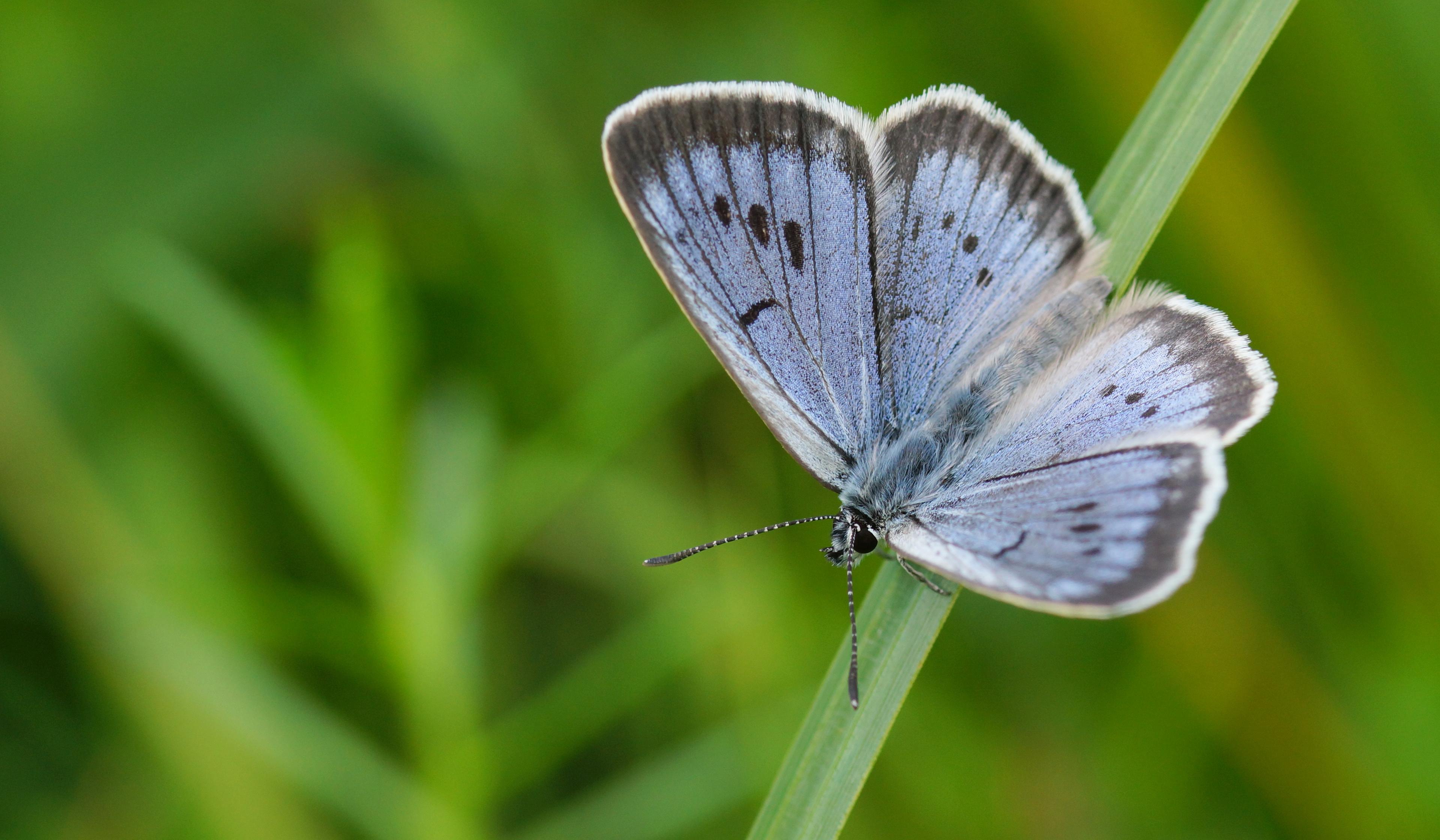 Pimpernelblauwtje op een grassprietje, vlinder