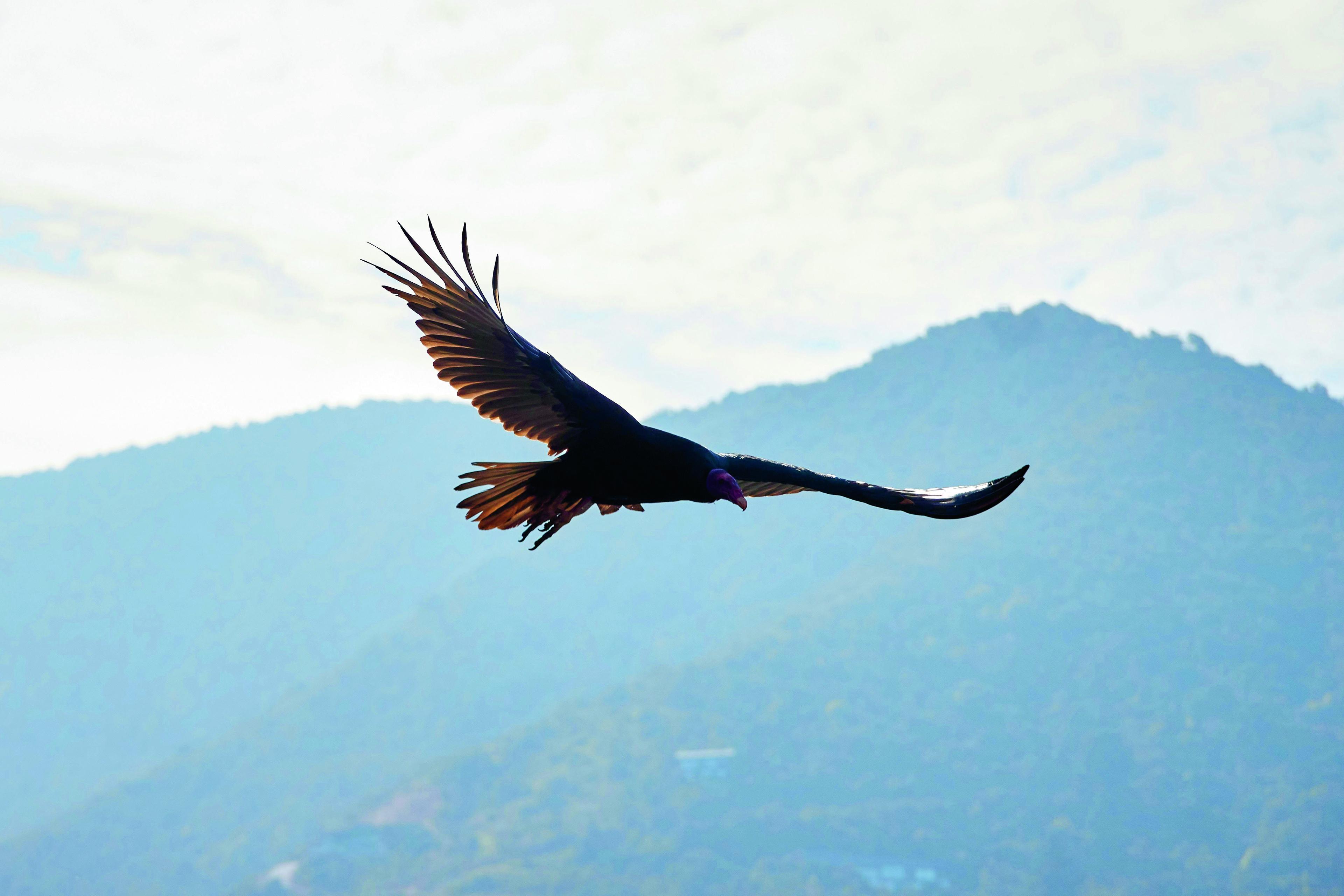 Condor in Chili