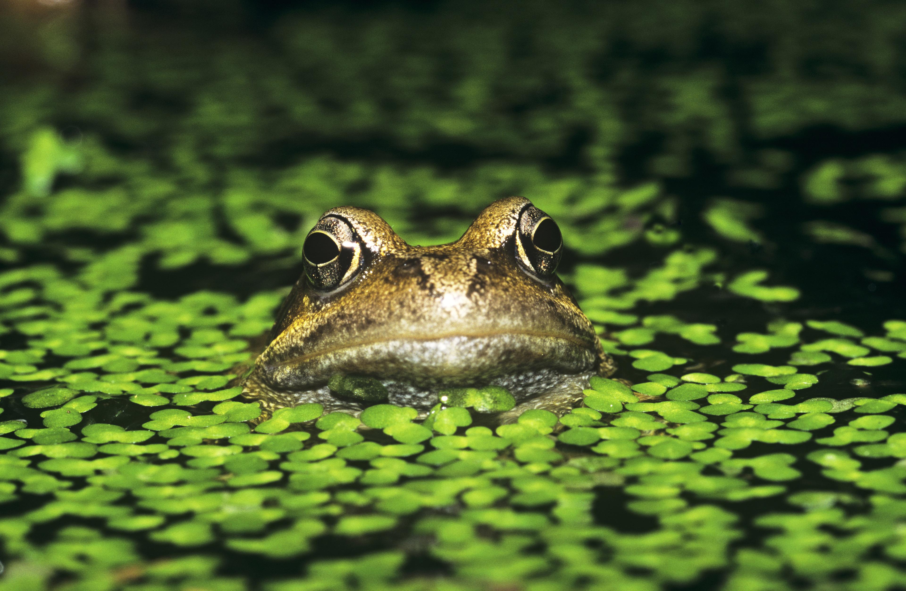 Groene kikker in het water