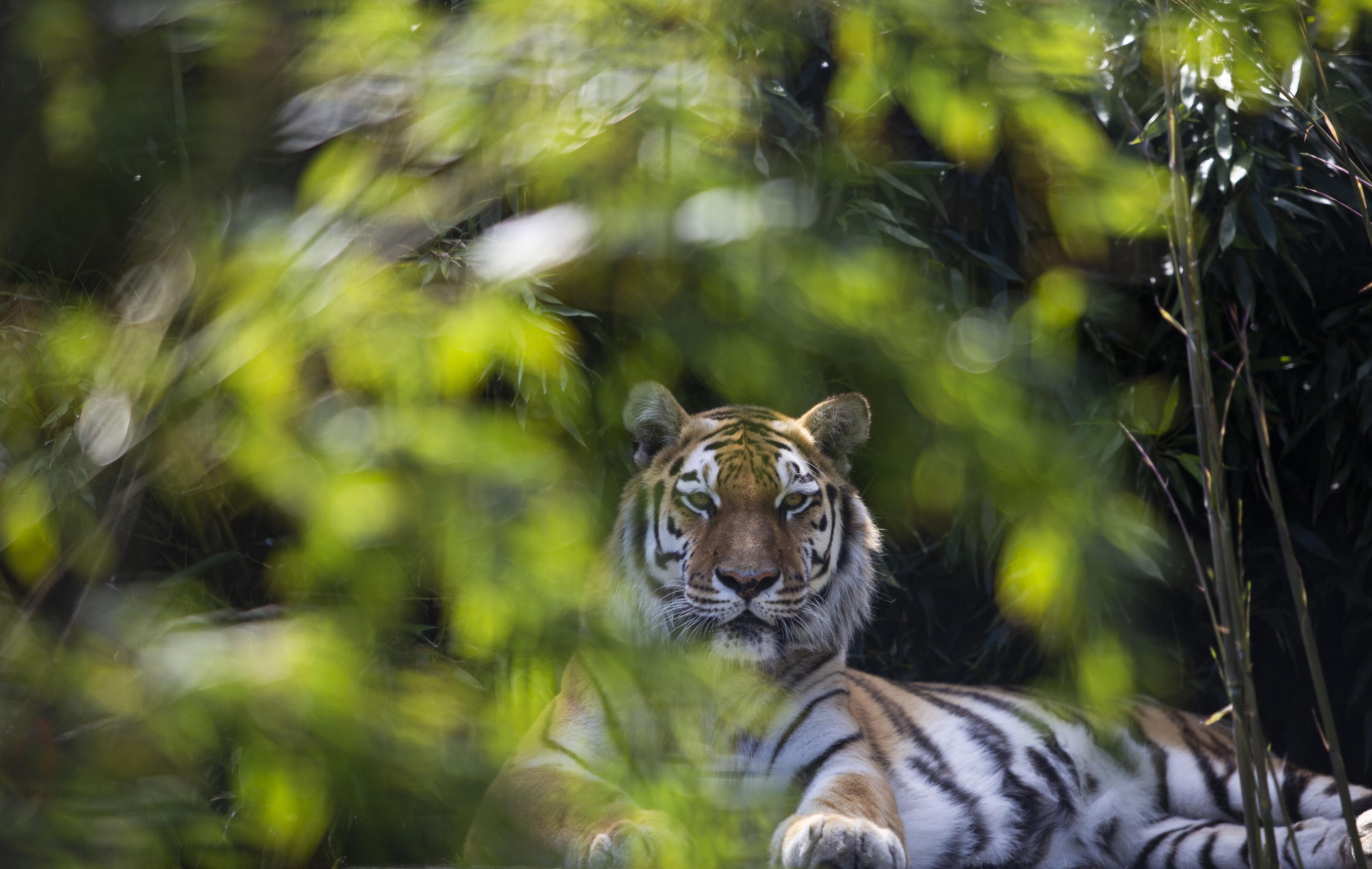 Tijger bij Stichting Leeuw