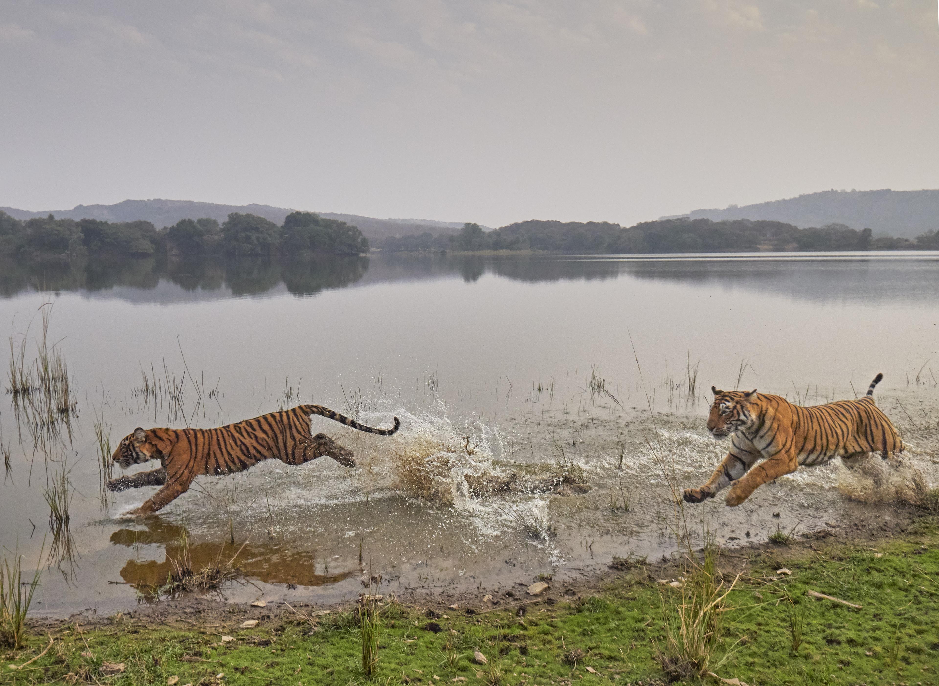 Bengaalse tijgers rennen door het water, India