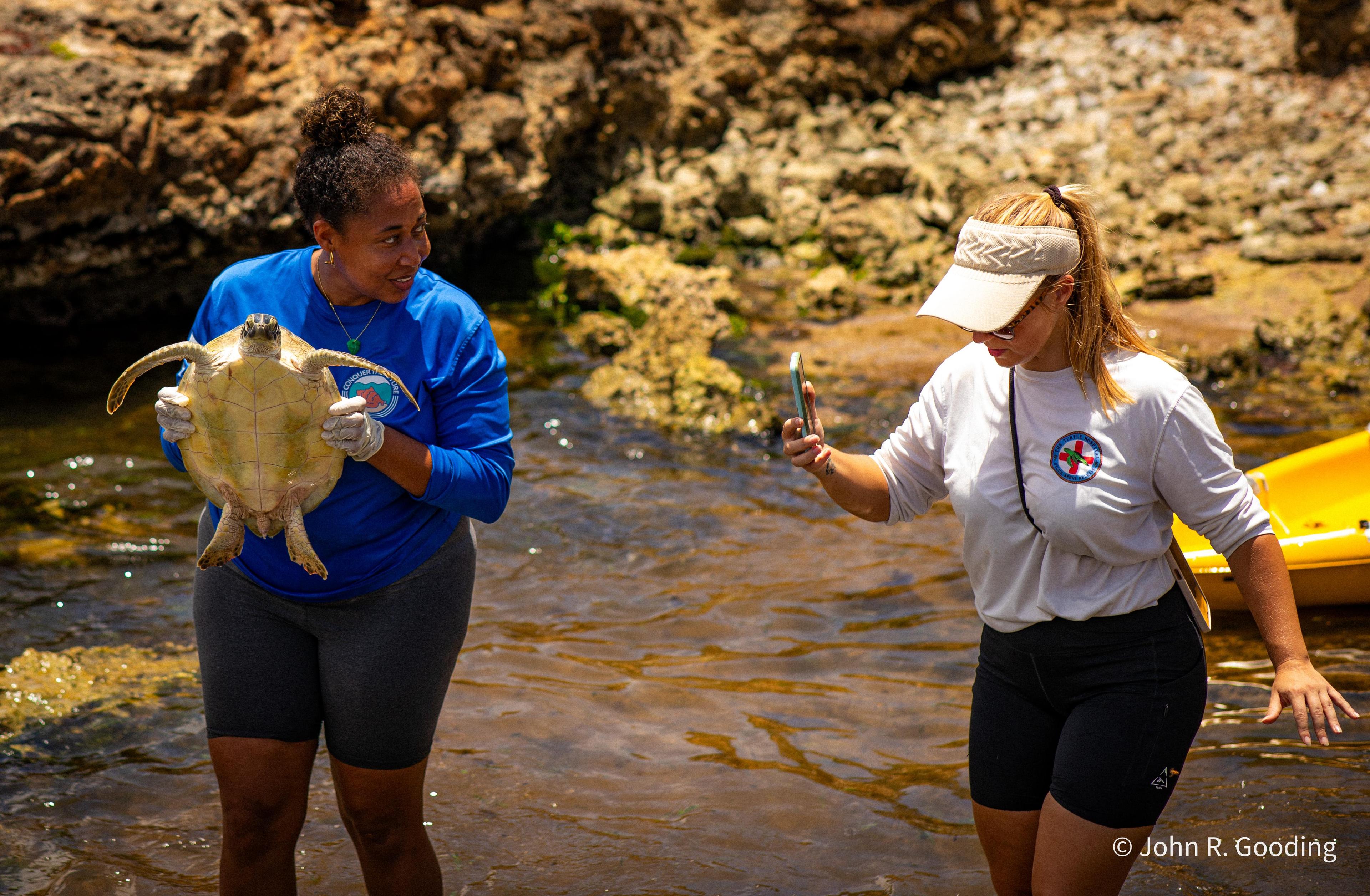 Zeeschildpad uit het water
