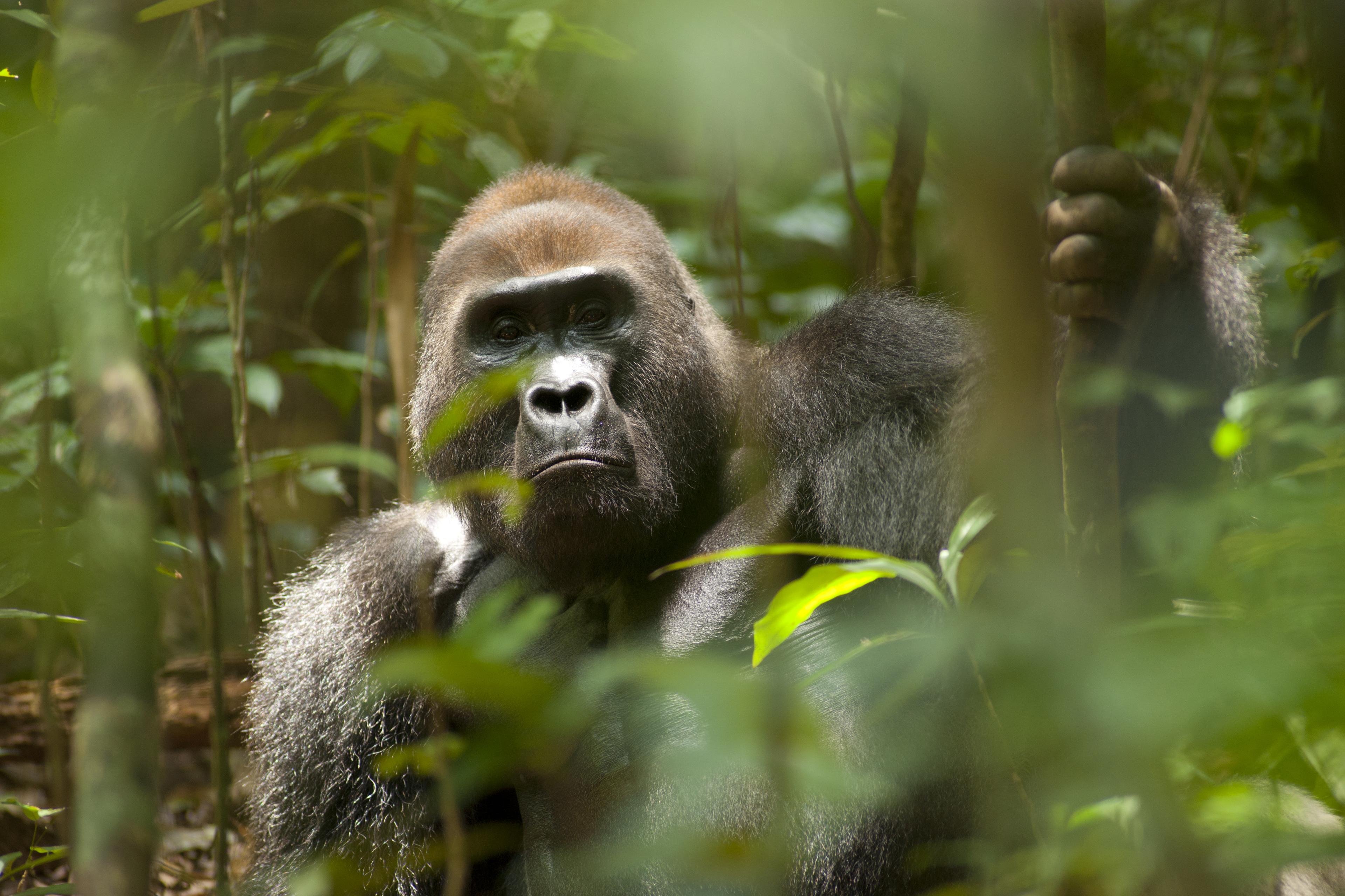 Gorilla Makumba achter bladeren