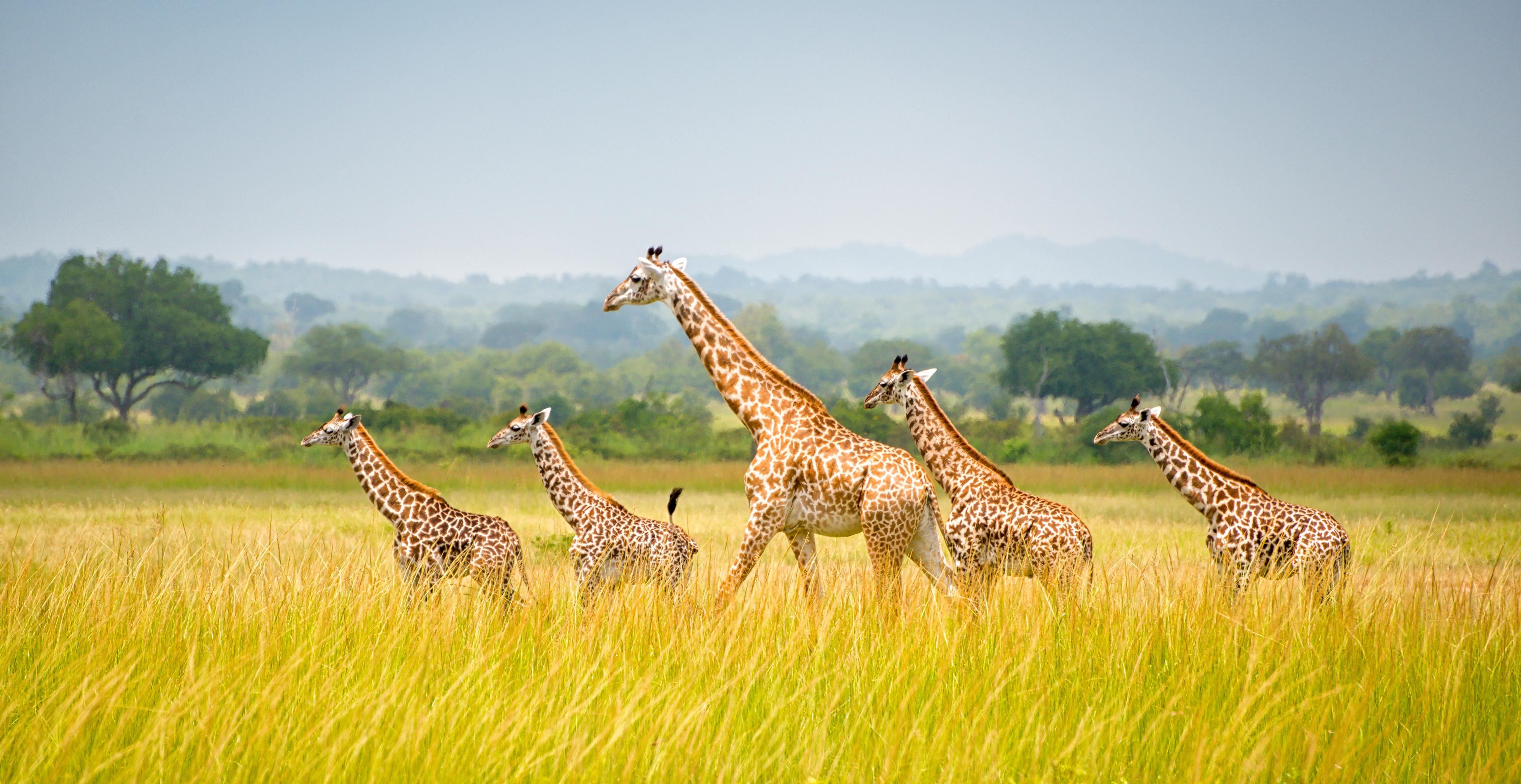 Giraffen in Tanzania