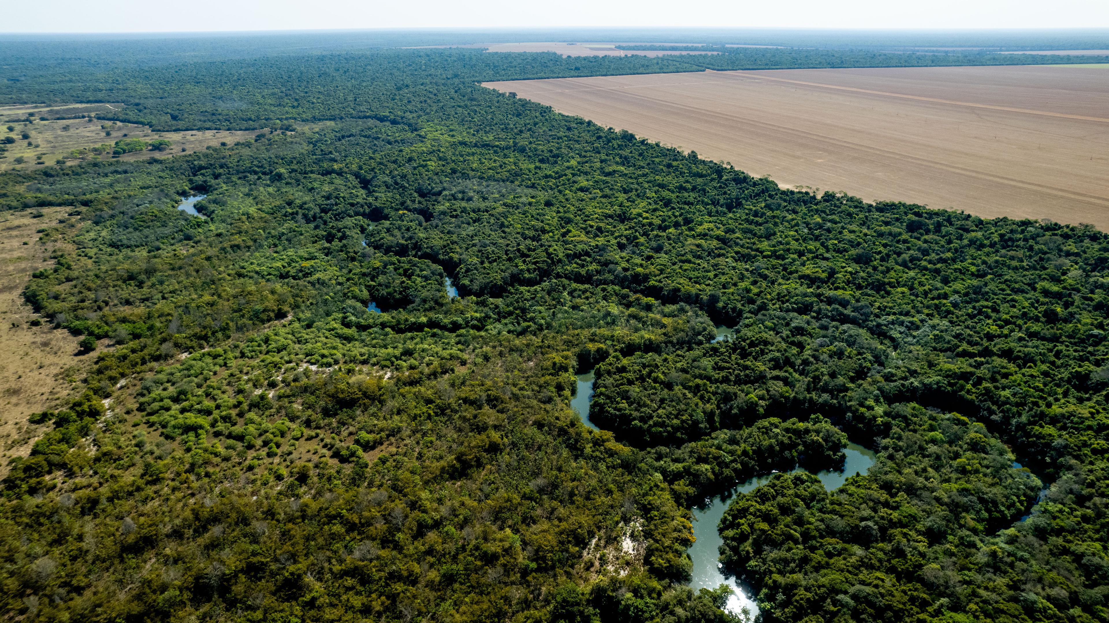 Amazone, Brazilie
