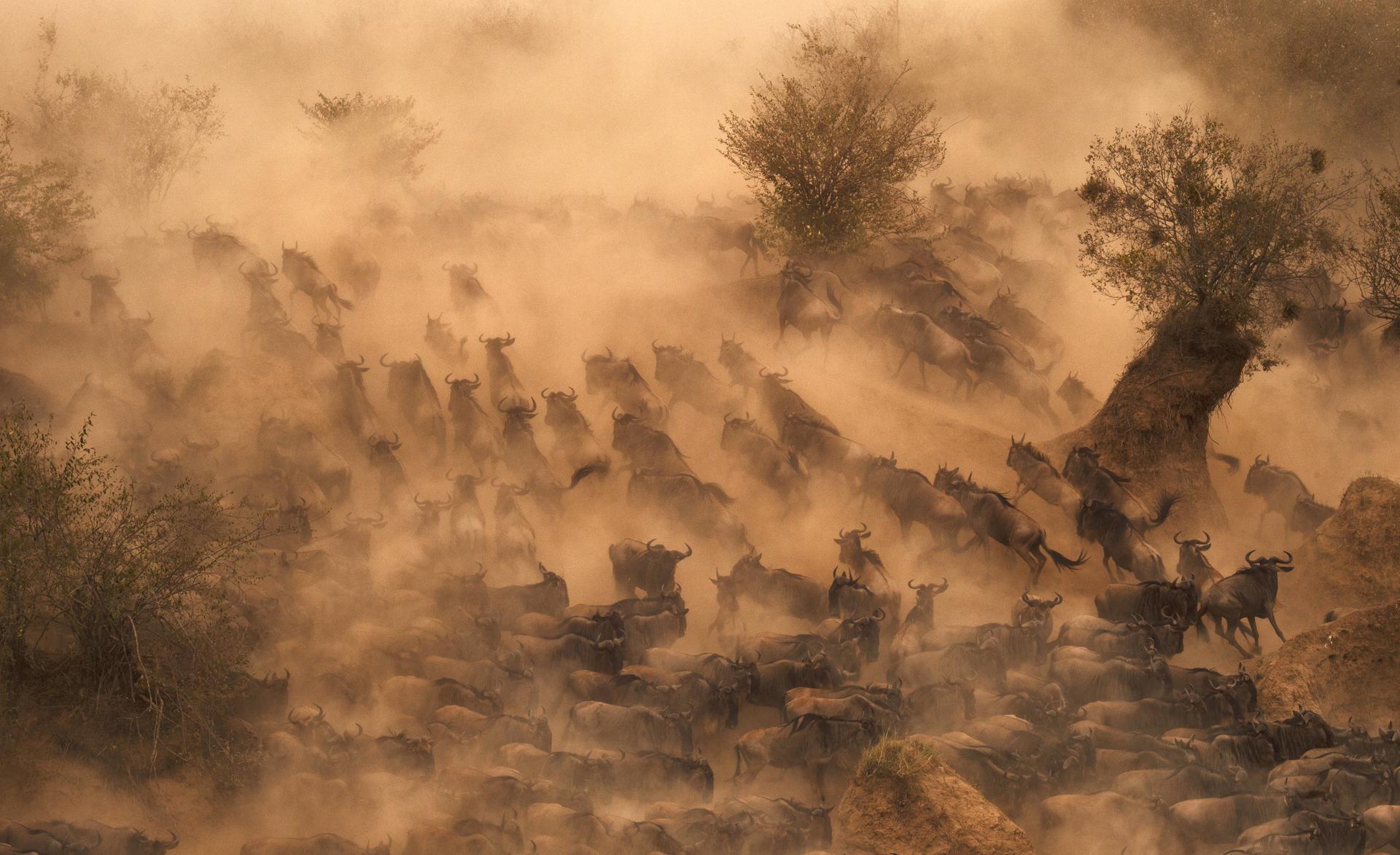 Kudde gnoes rennen zand Kenia