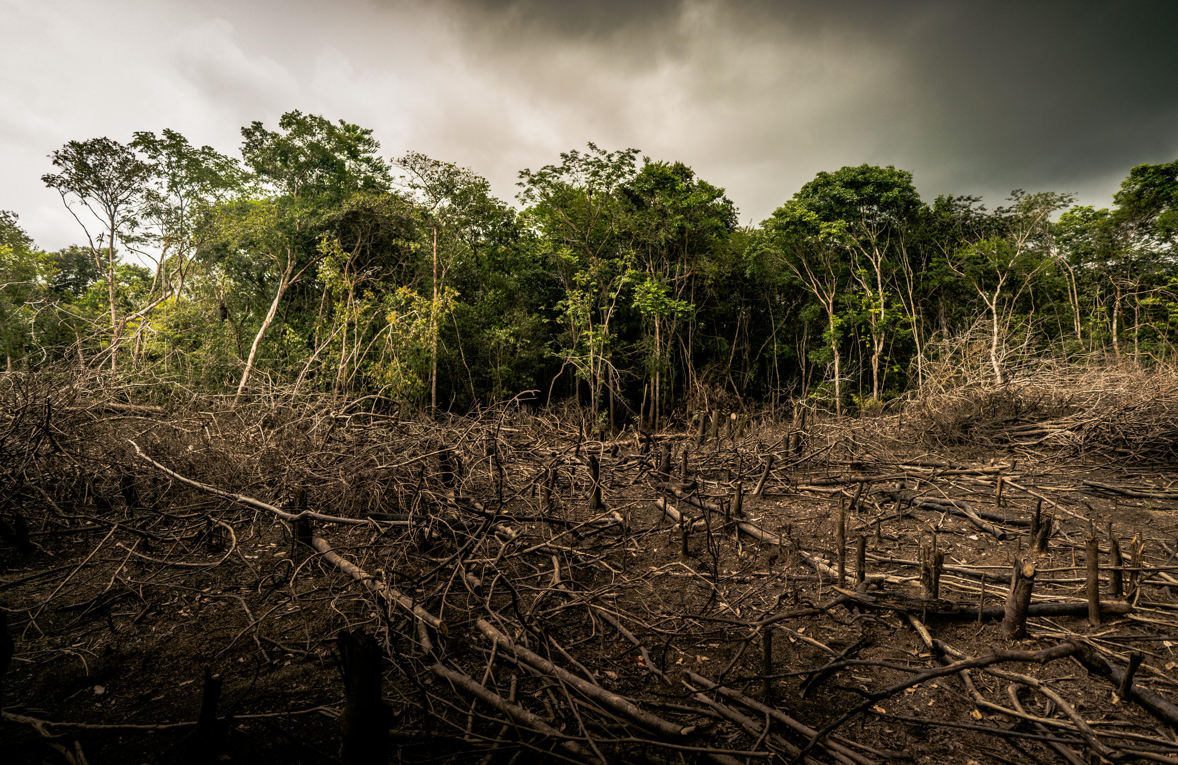 Een stuk gekapt bos in de Amazone, op de achtergrond staan nog overgebleven bomen