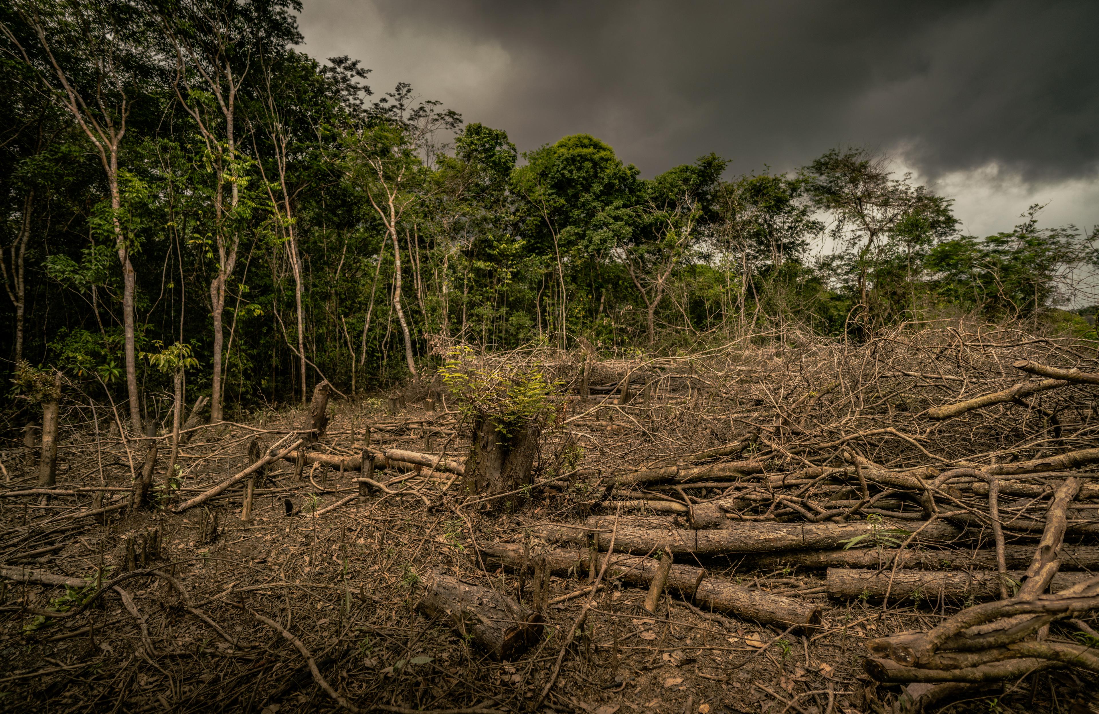 Ontbossing in de Amazone in Colombia