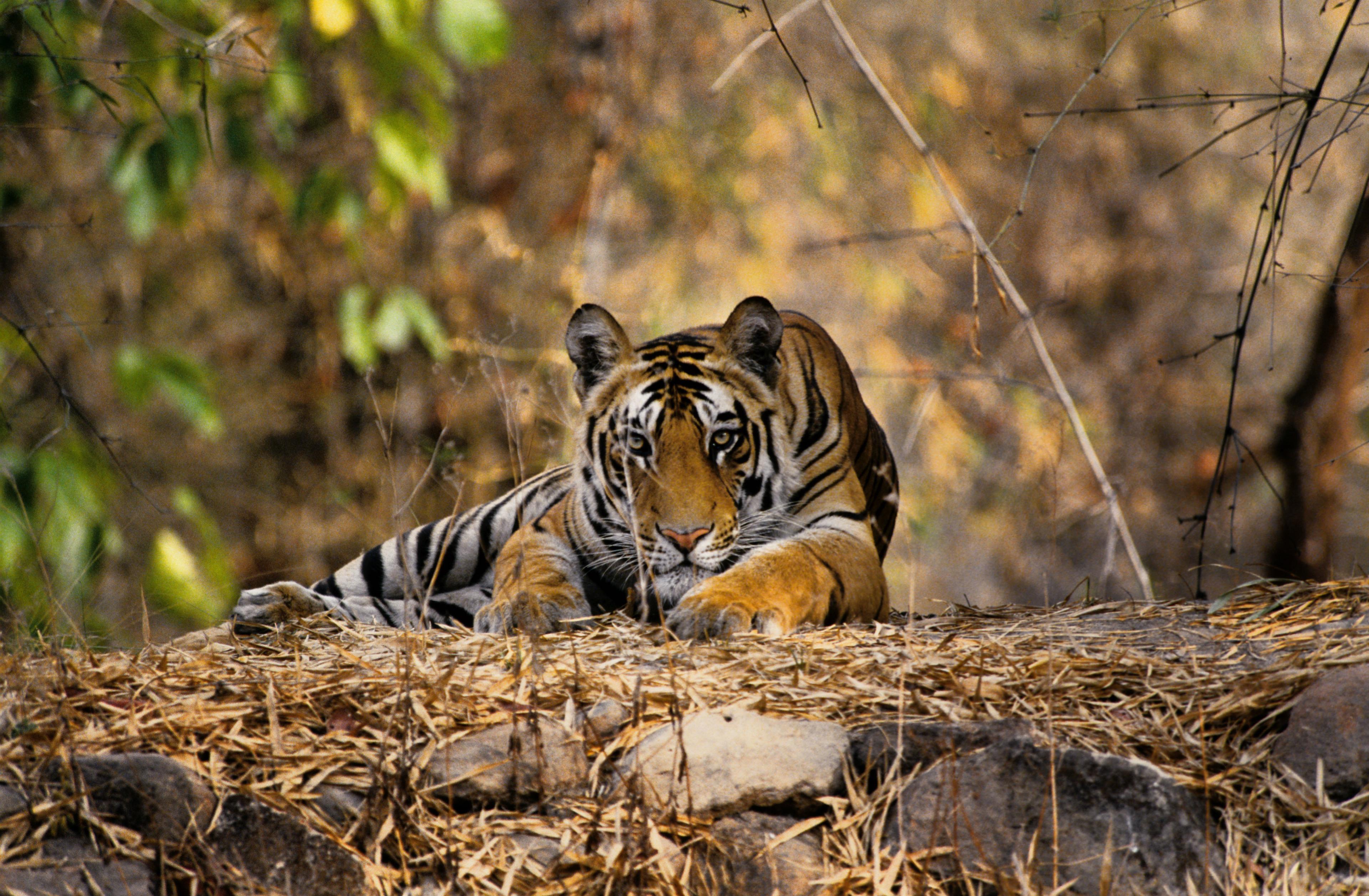Liggende tijger in India