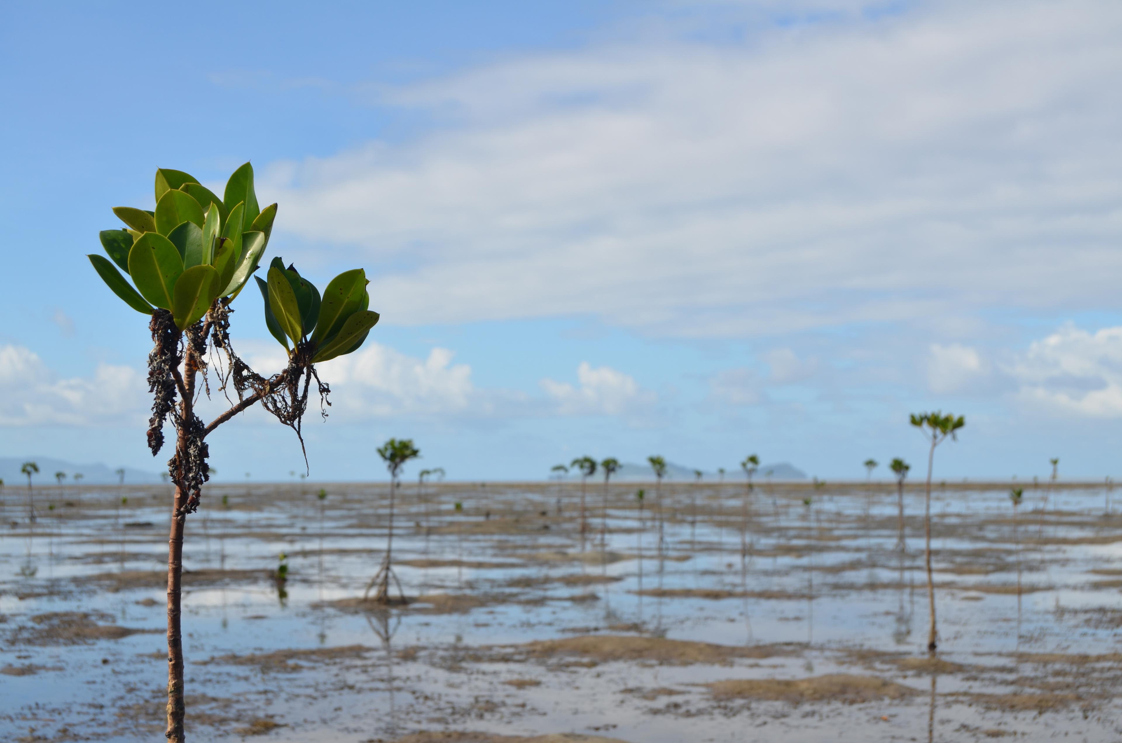 mangrove plantjes