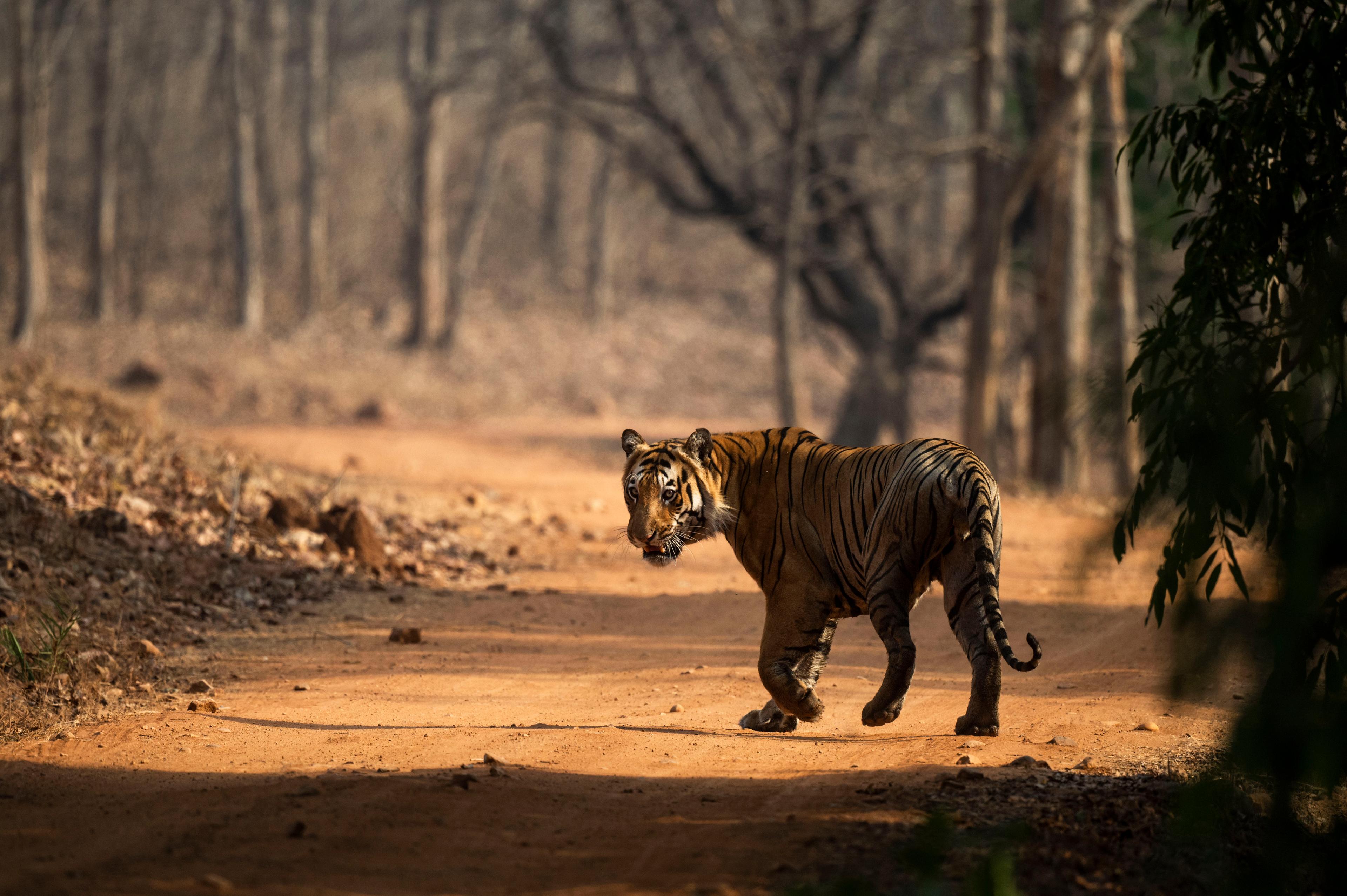 Mannetje tijger loopt over weg, India