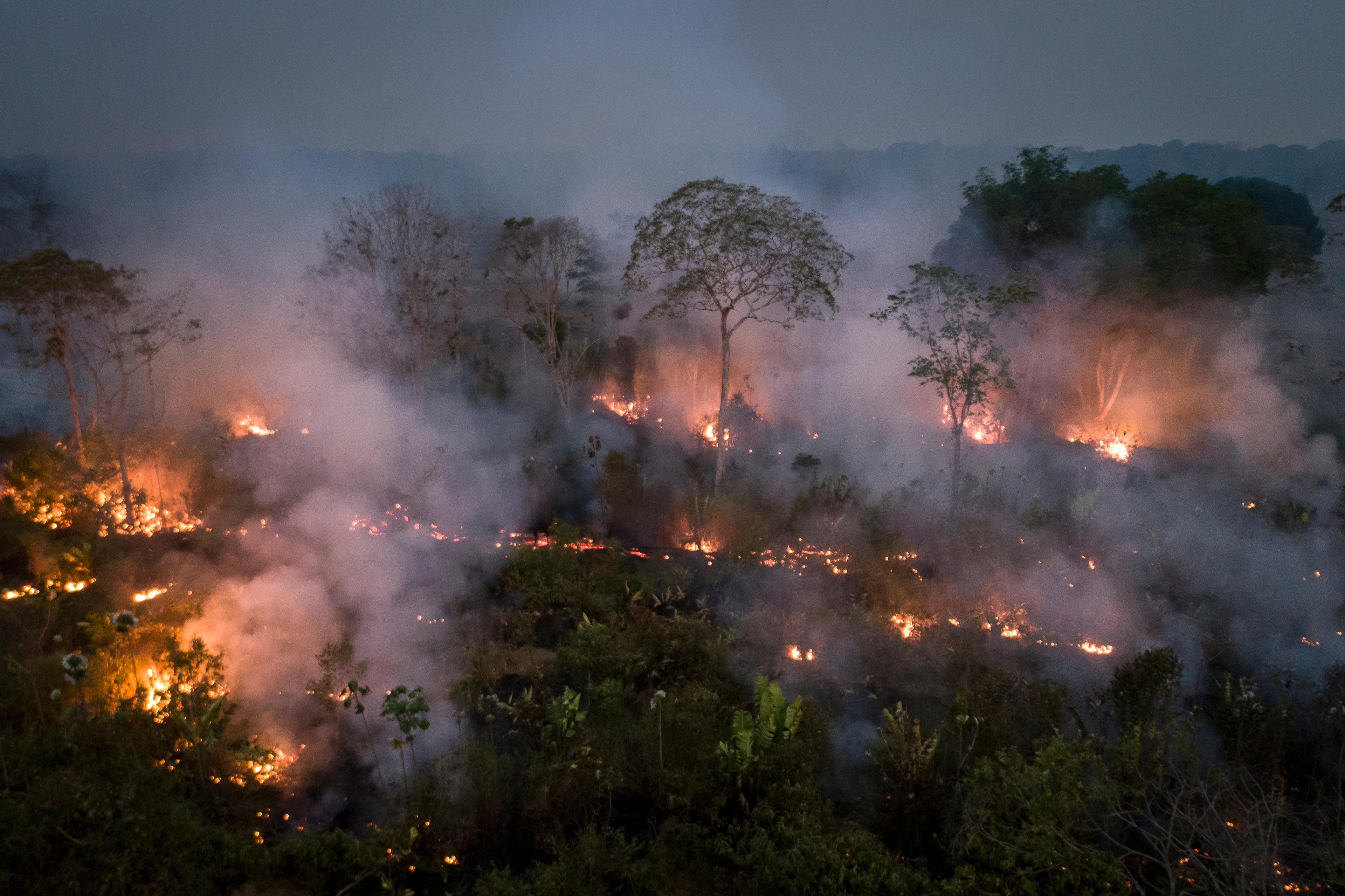 Bos in brand Amazone