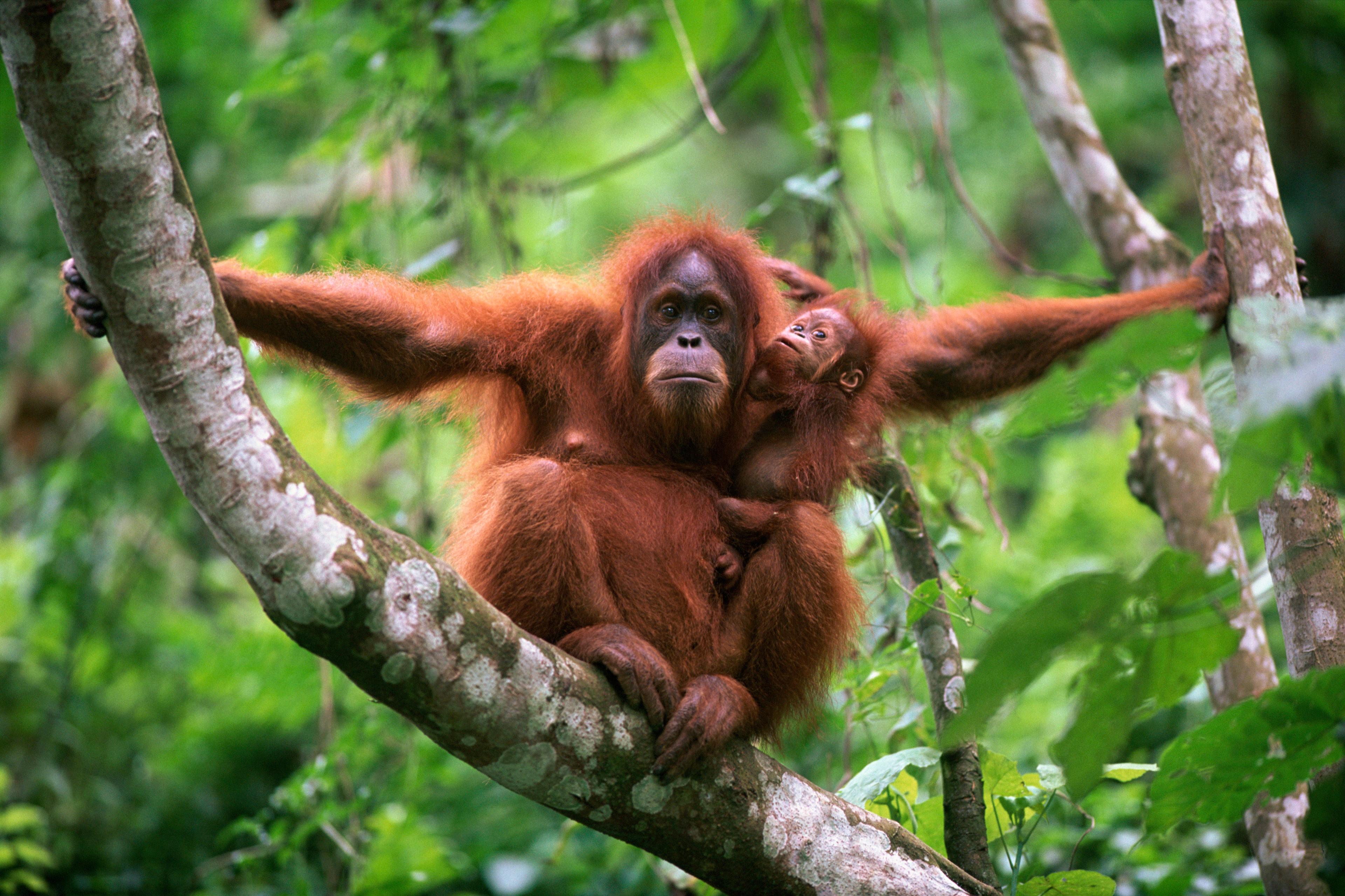 Sumatraanse orang-oetan