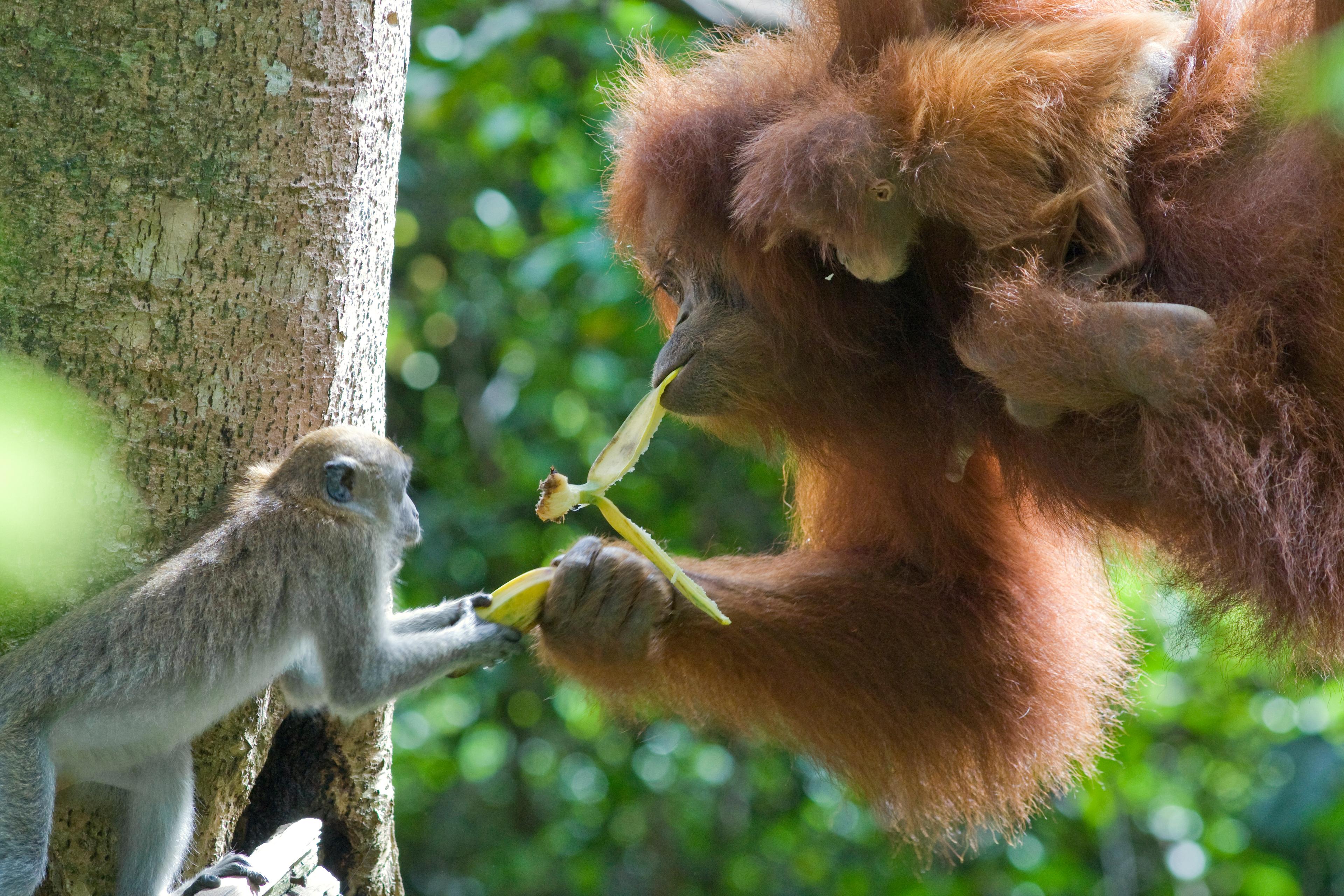 Orang-oetan met baby deelt eten met makaakaap