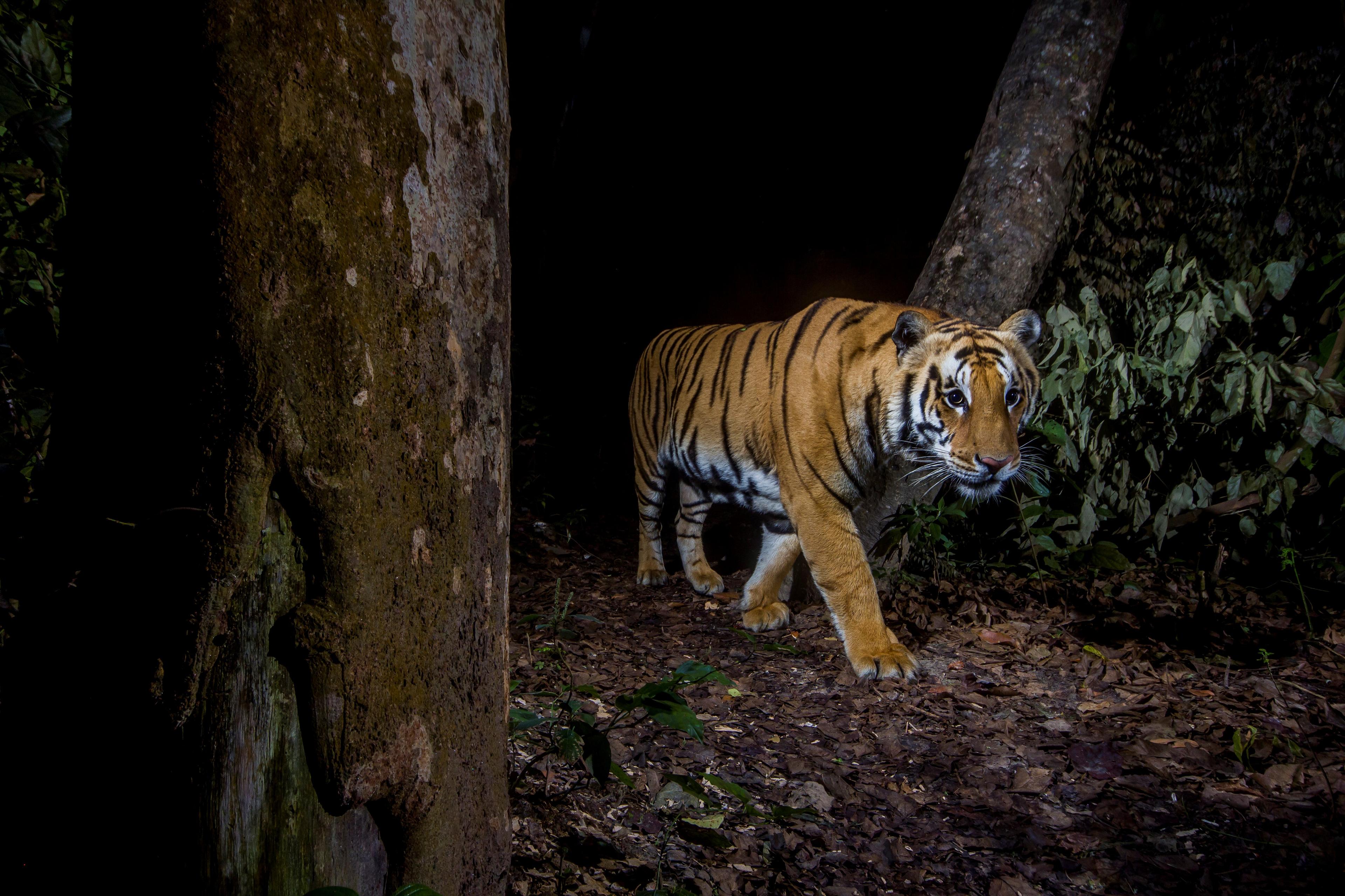 Een tijger in Bardia National Park, Nepal, foto van een cameraval