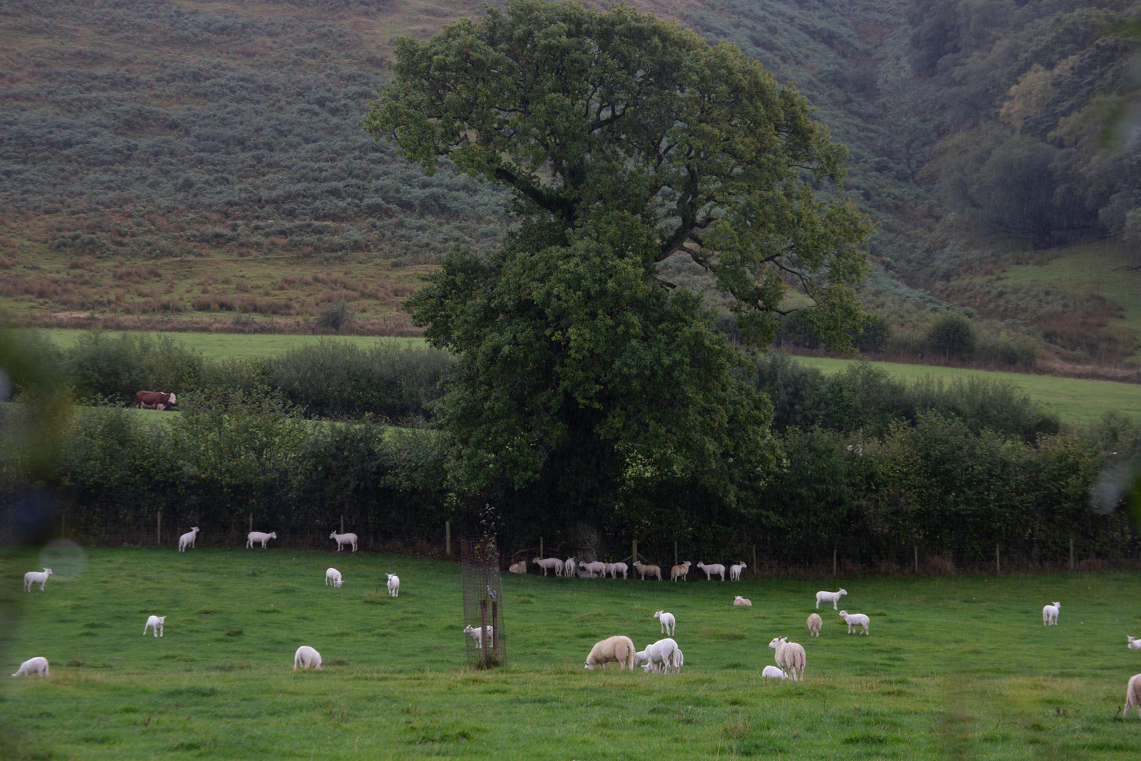 Schapen schuilen voor de regen onder een haag, Wales