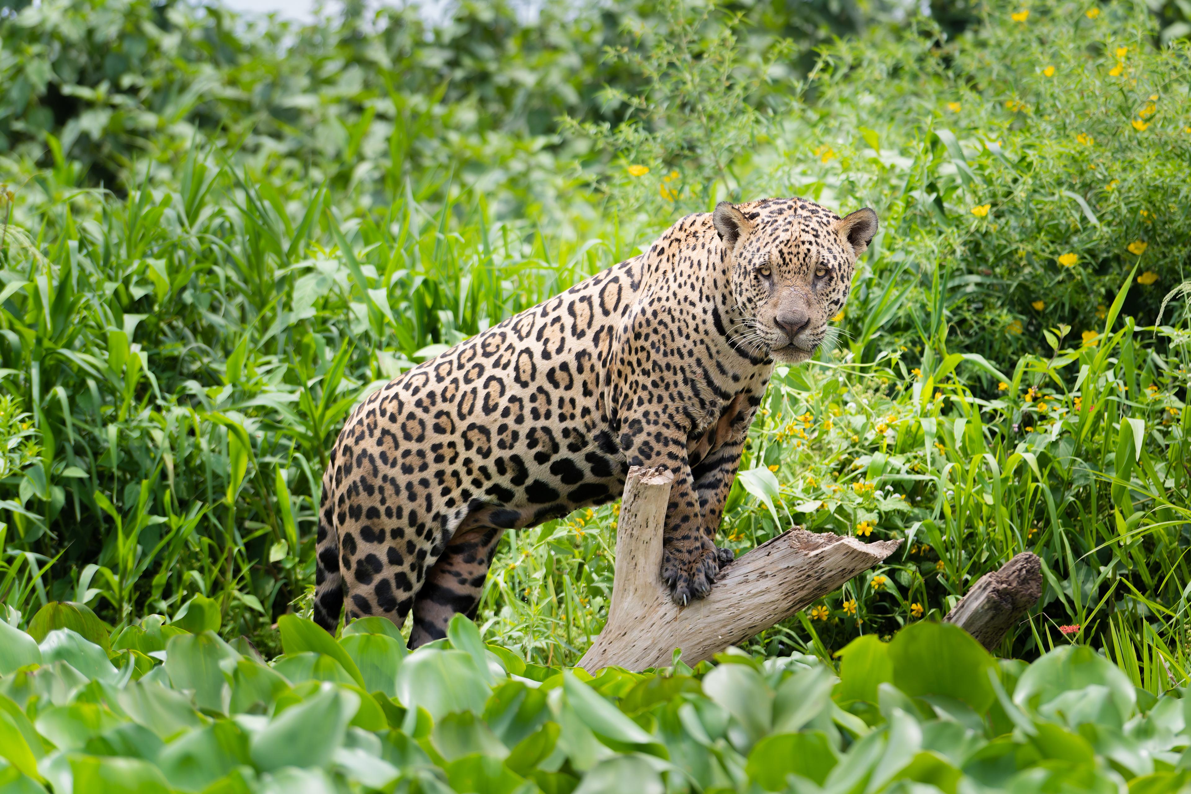 Jaguar op een tak