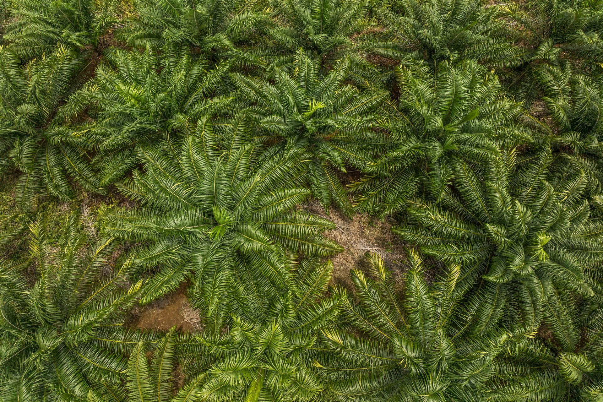 Bovenaanzicht van een palmolieplantage