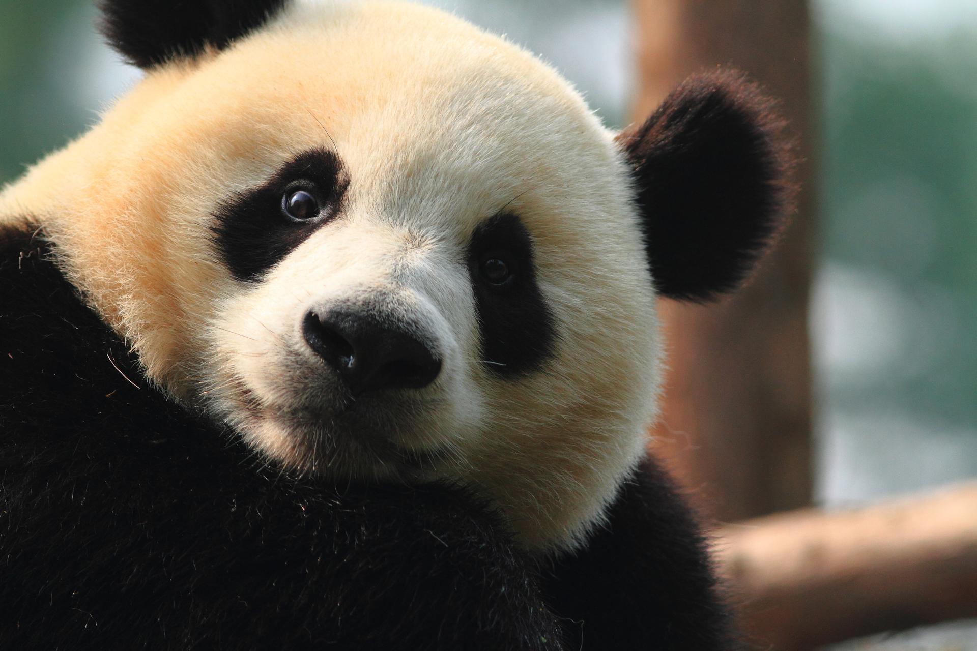Een panda kijkt in de camera