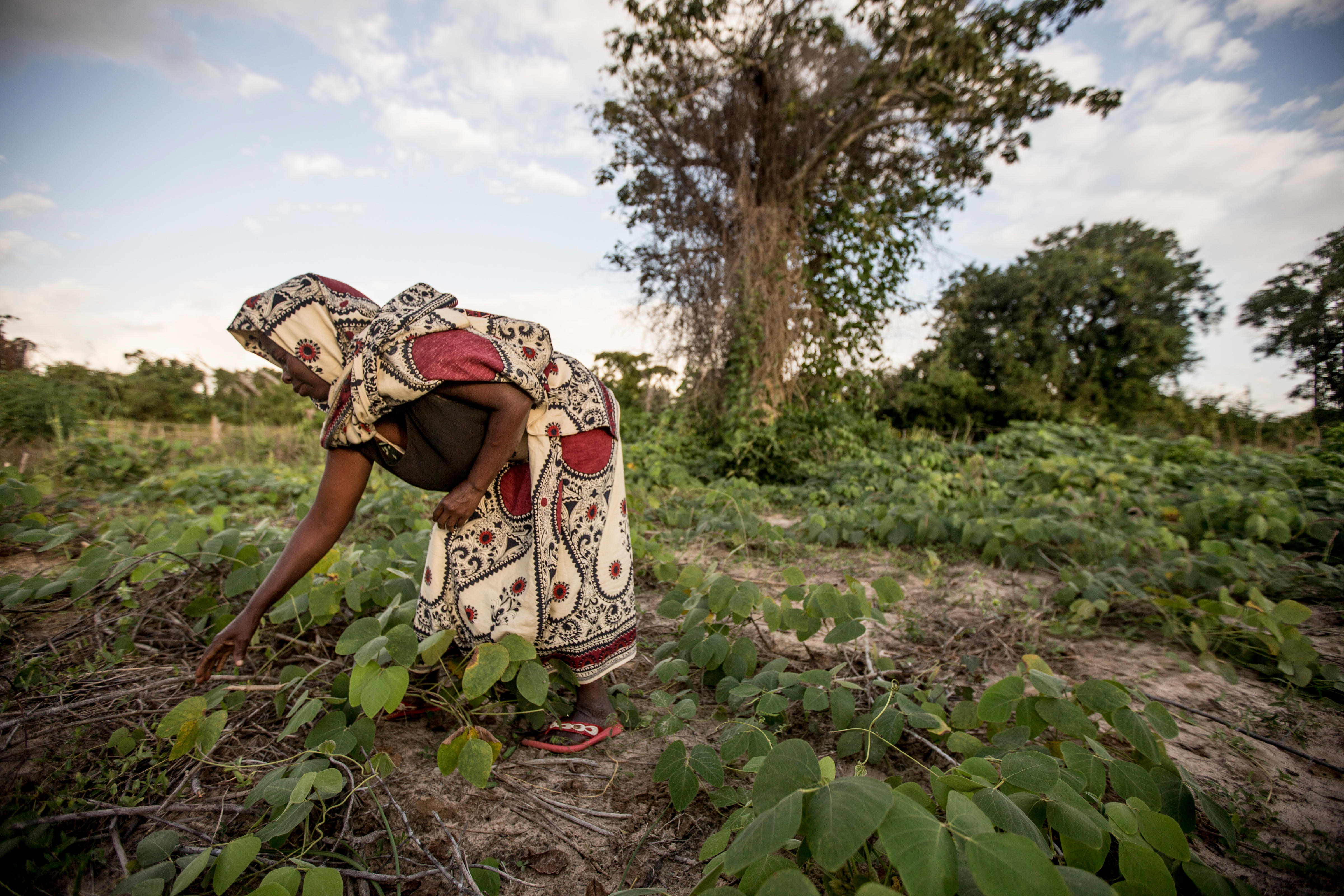 Vrouw werkt in het veld in Mozambique WW146954