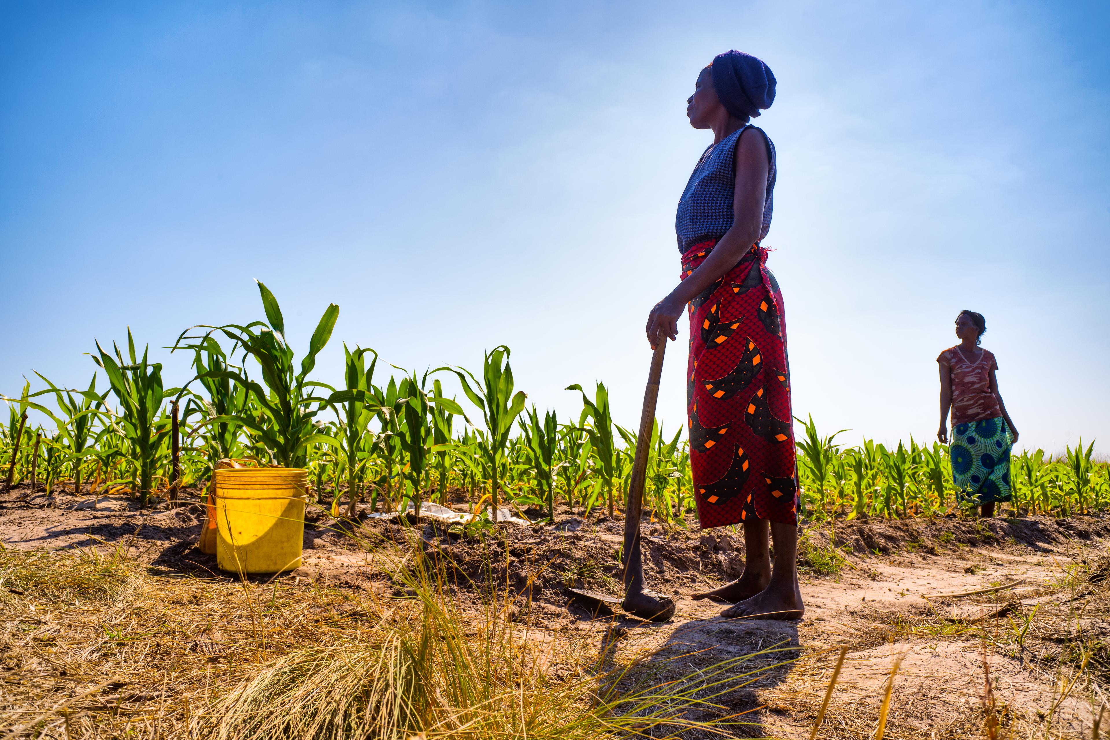 Vrouw bij maisveld aan t werk, Zambia