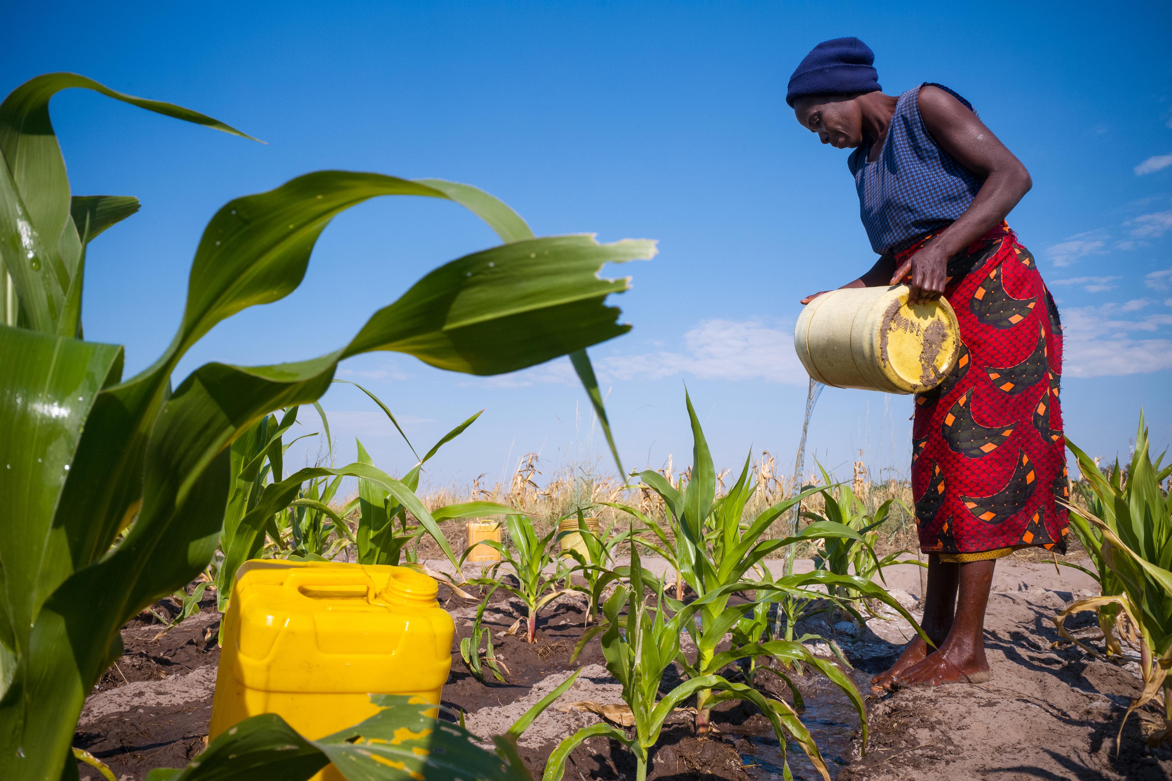 Mola Nyambe geeft een maïsakker water in Zambia