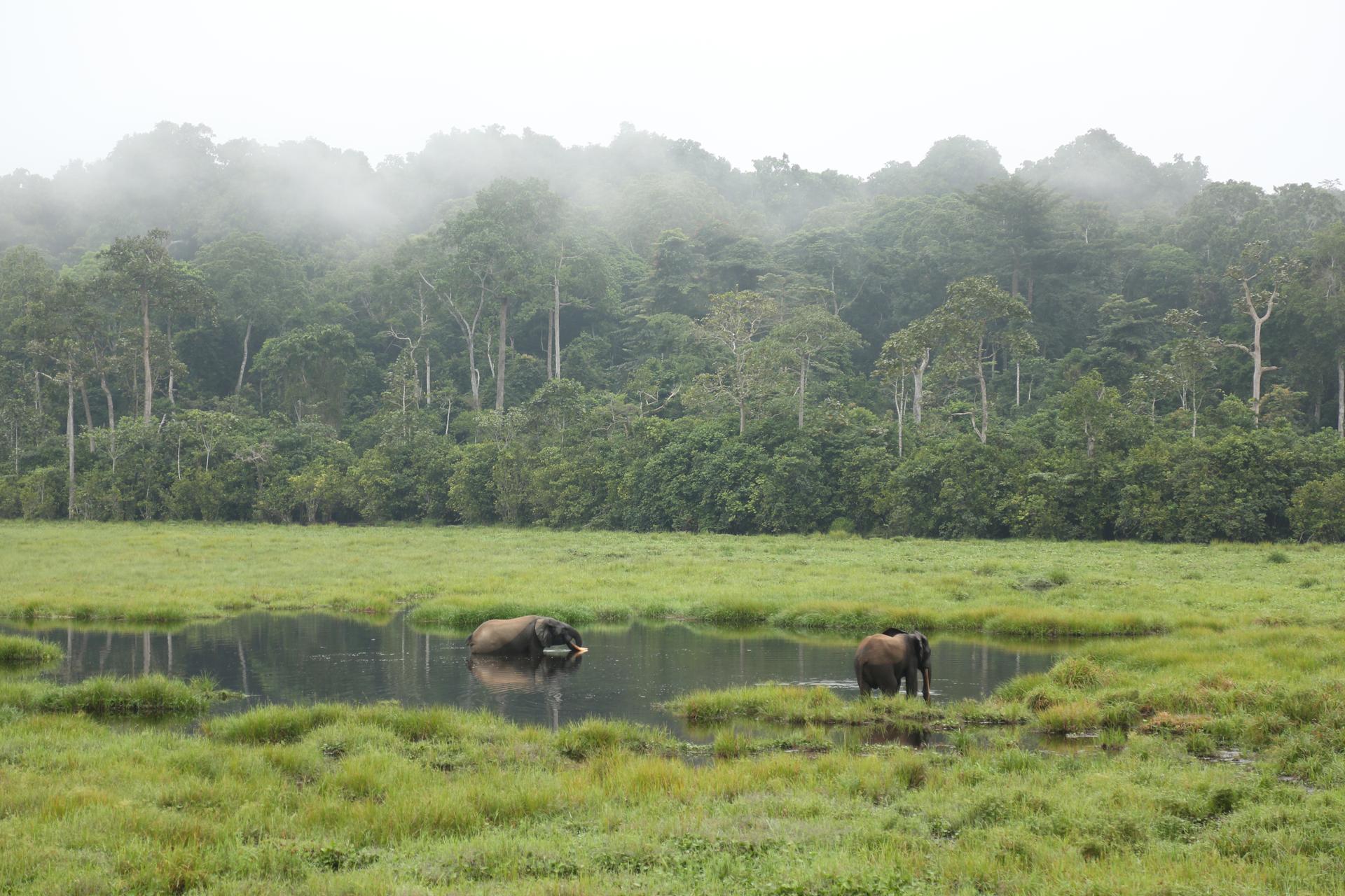 Bosolifanten in Congo