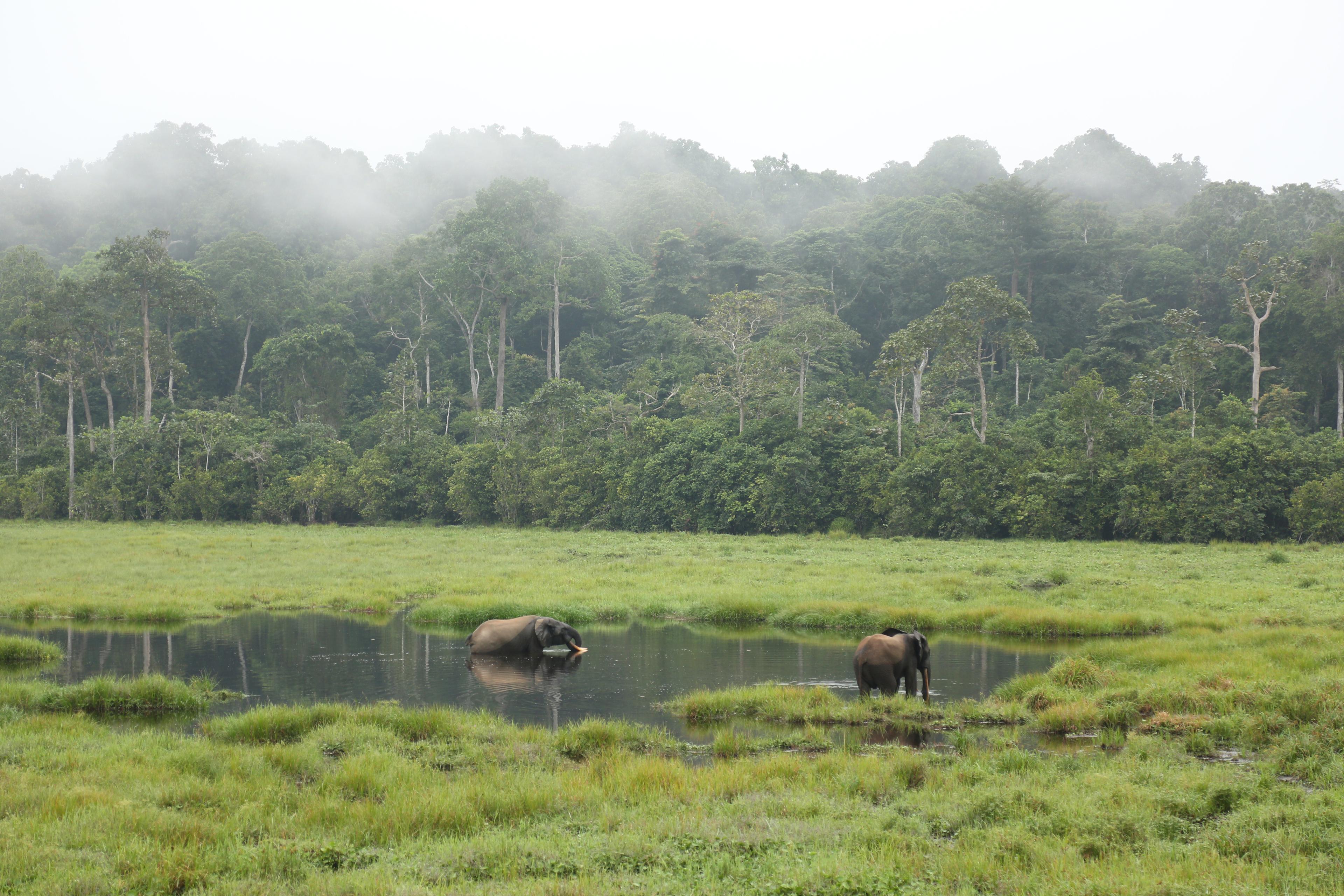 Bosolifanten in Congo