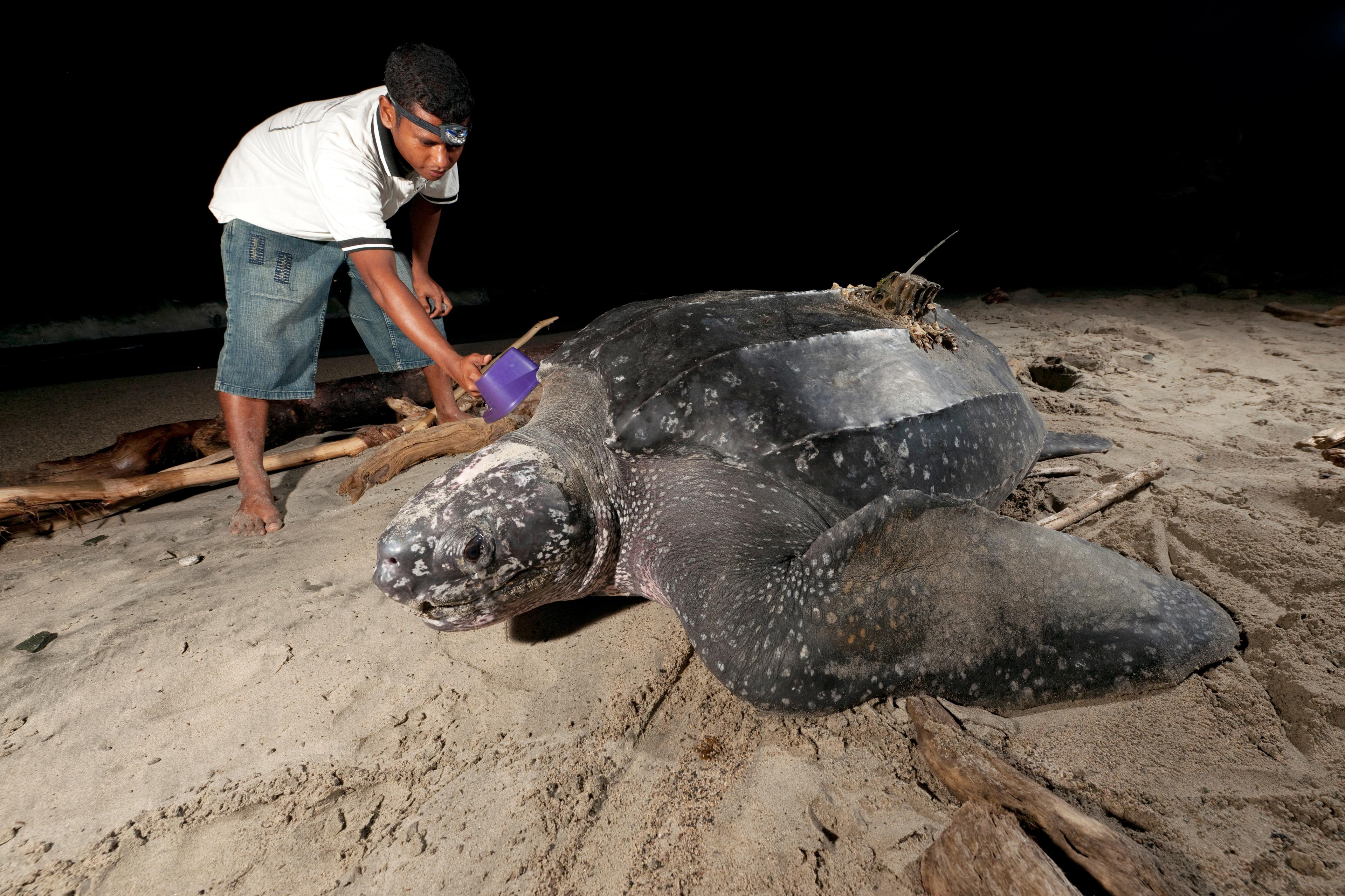 Lederschildpad wordt onderzocht, krijgt een satelliettag