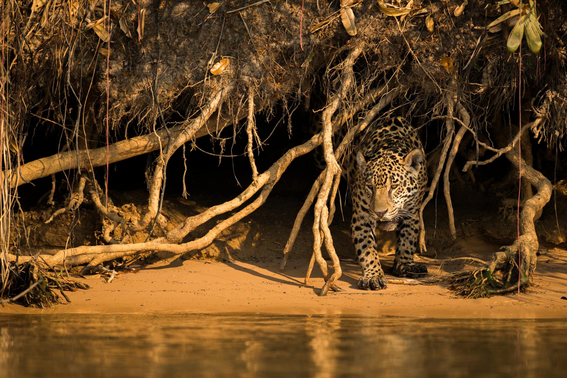 Jaguar tussen de mangroves