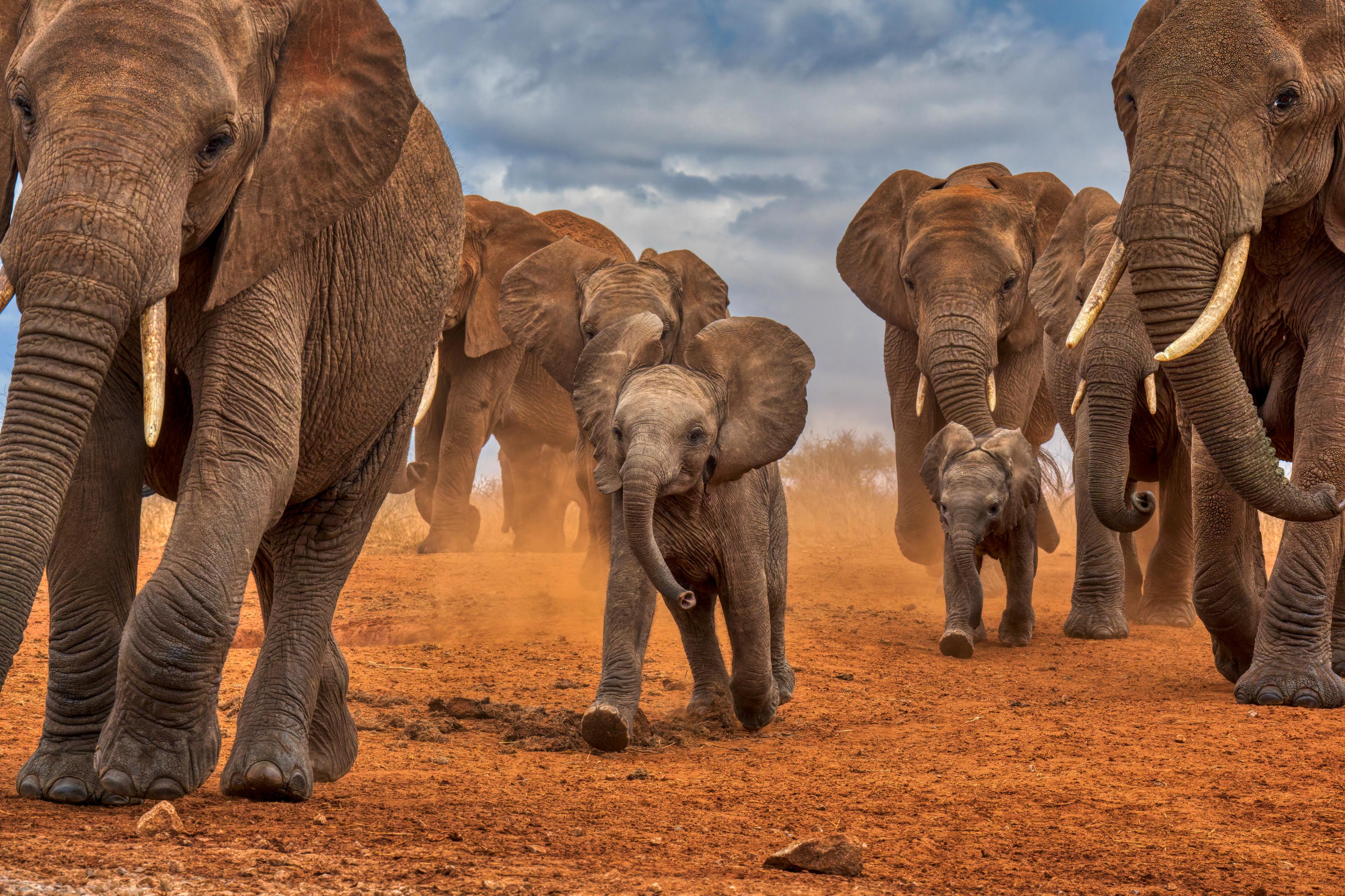 Afrikaanse savanneolifanten in Kenia