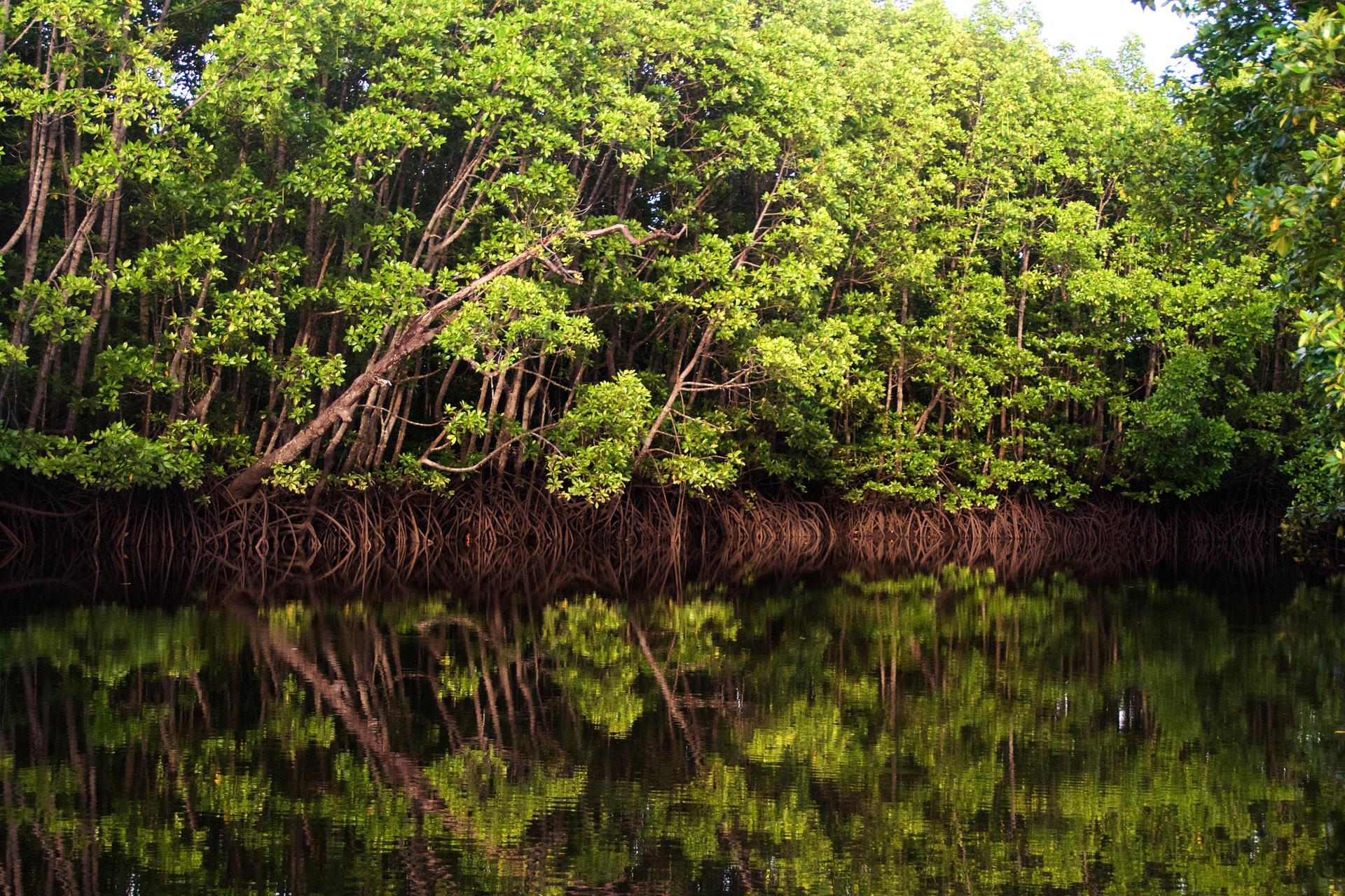 Een mangrovebos in Maleisië