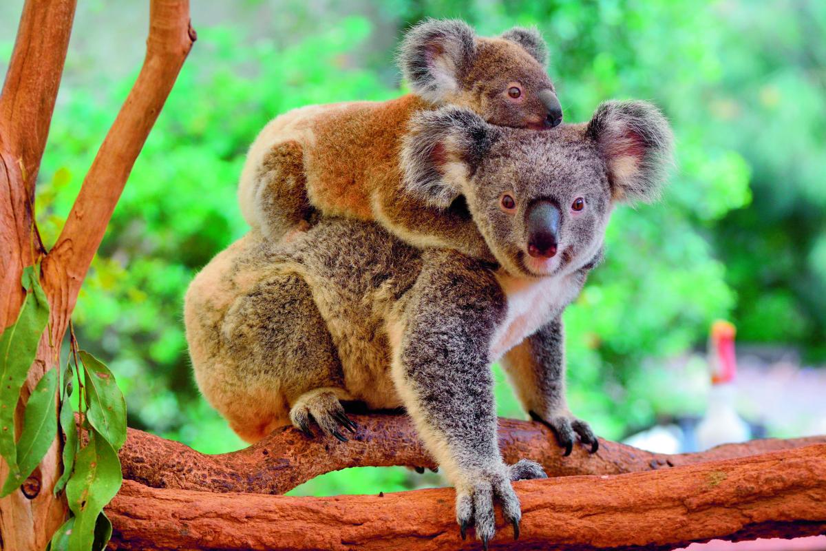 koala moeder met baby kijkt in kamer terwijl ze op een take loopt