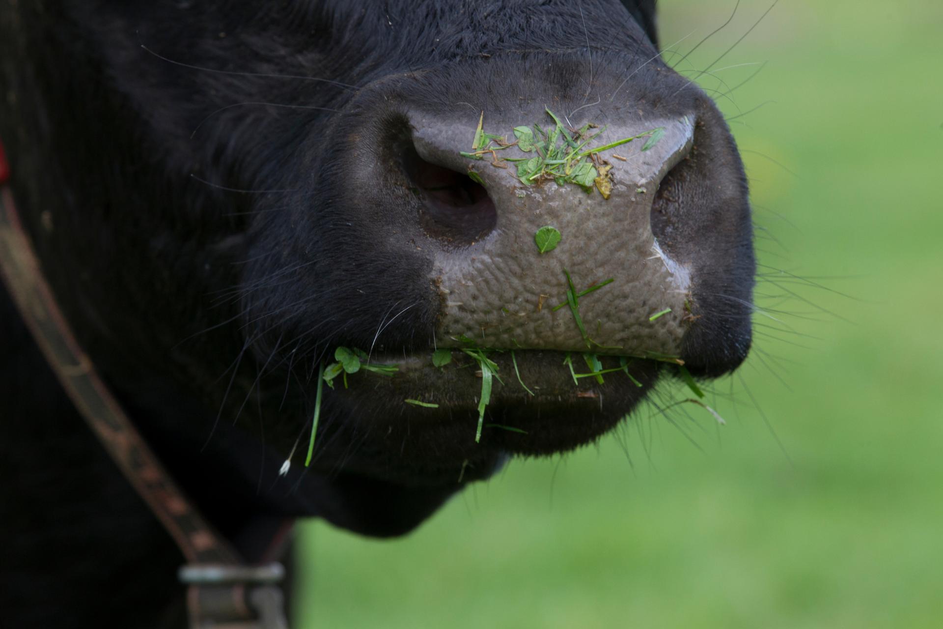 Melkkoe die kauwt op gras