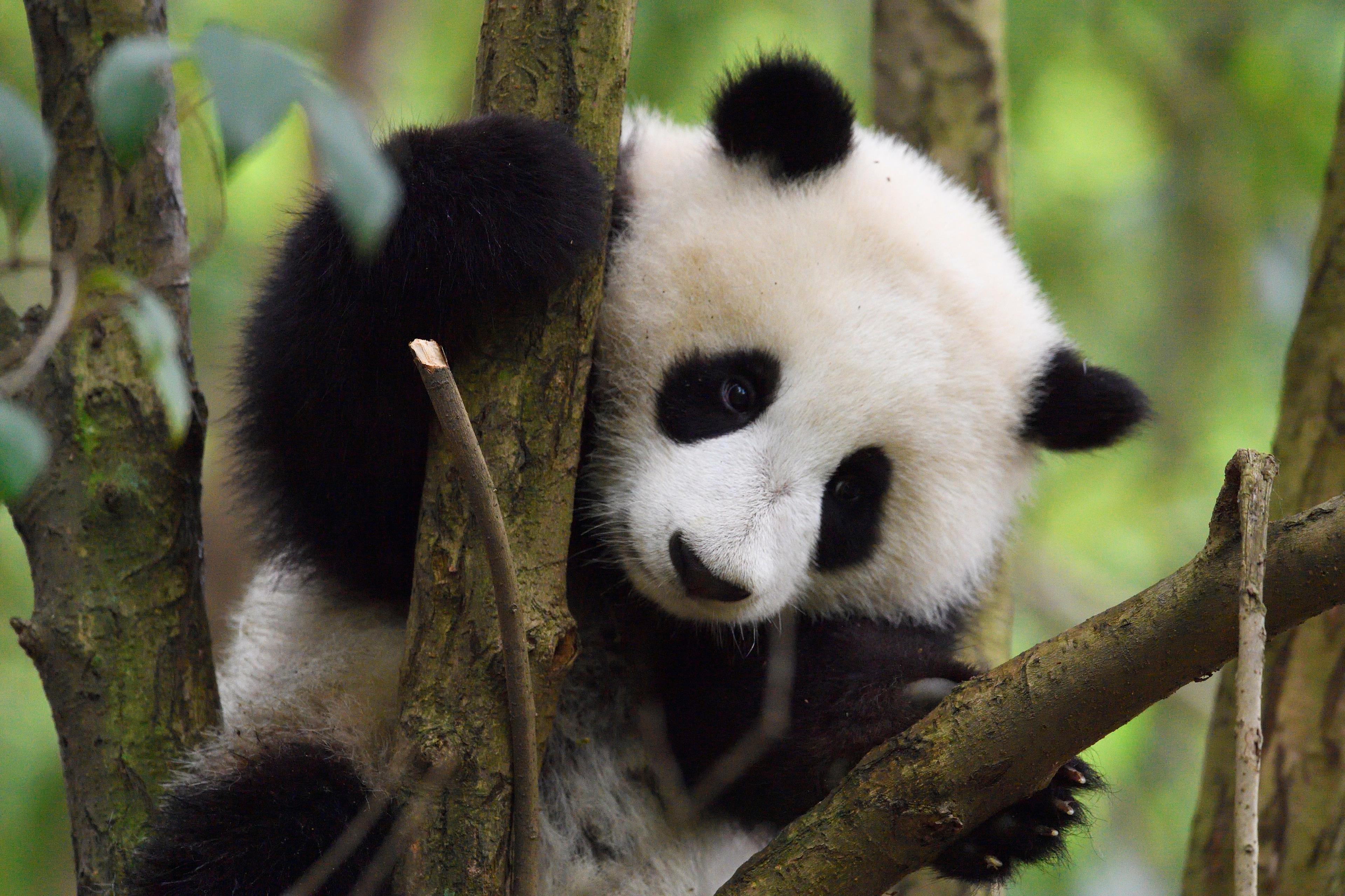 Een panda in een boom