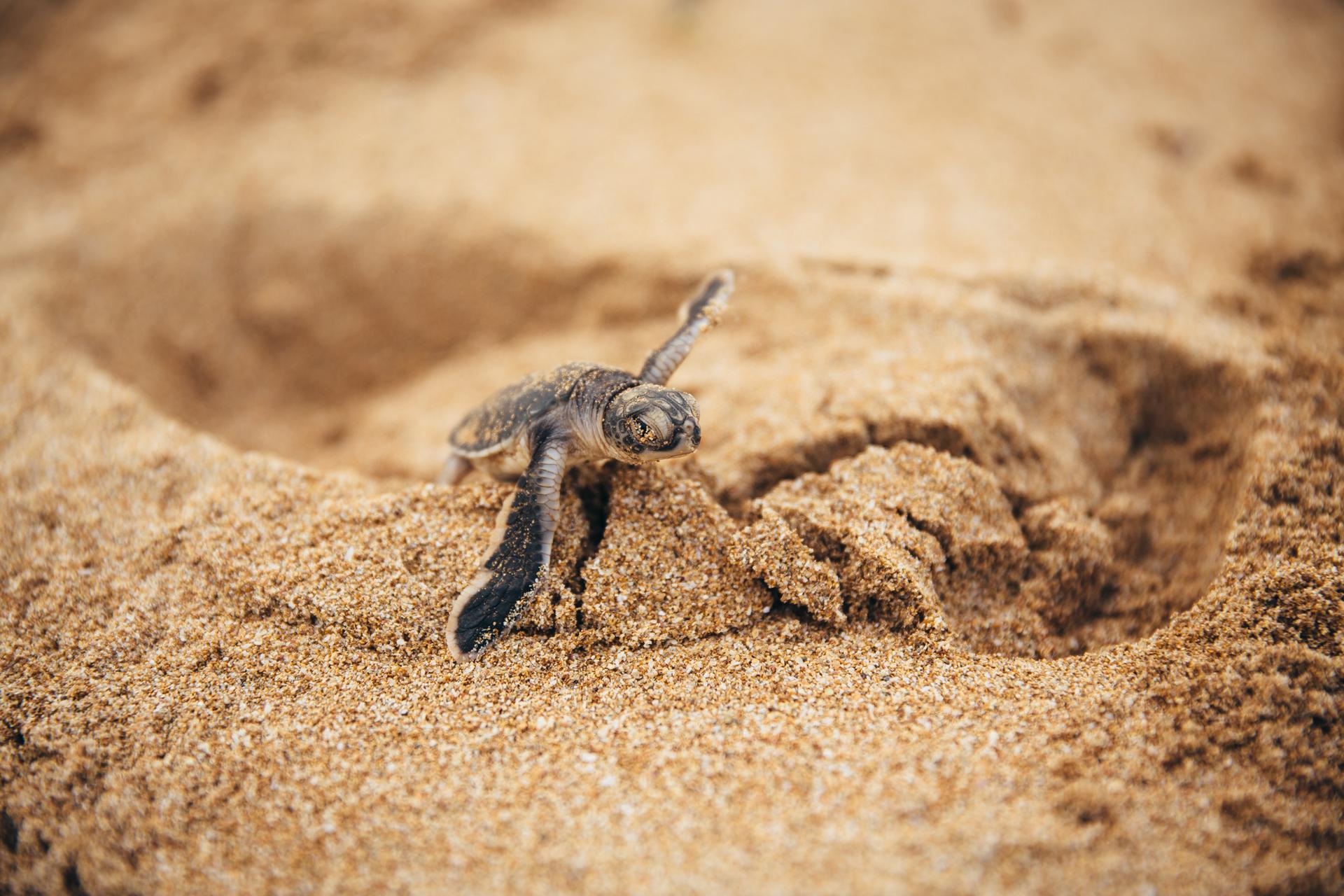 Een nieuw uitgekomen groene schildpad komt tevoorschijn uit een nest op een strand in het zeegezicht van Lamu, Kenia