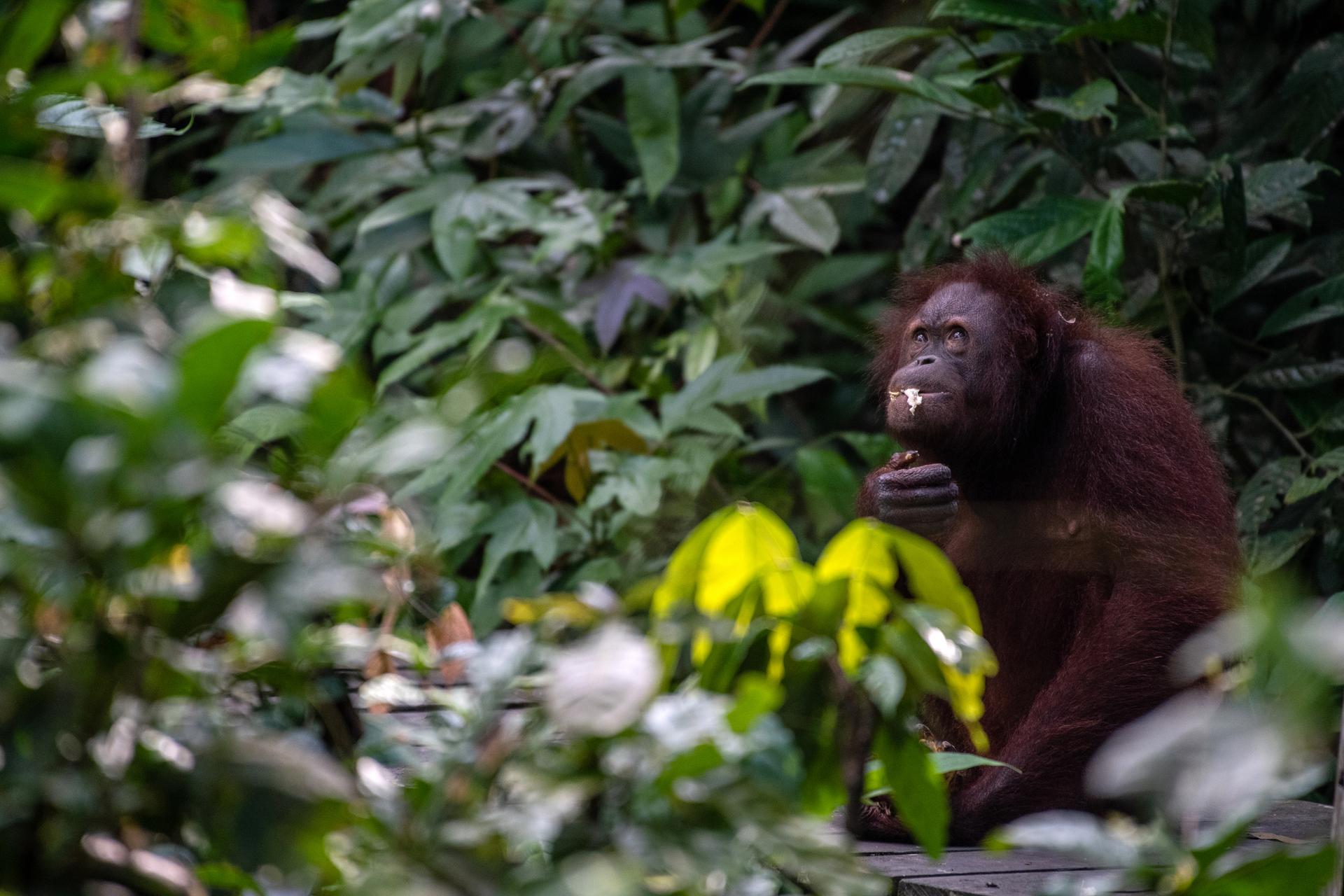 Orang-oetan vrouwtje eet, Borneo
