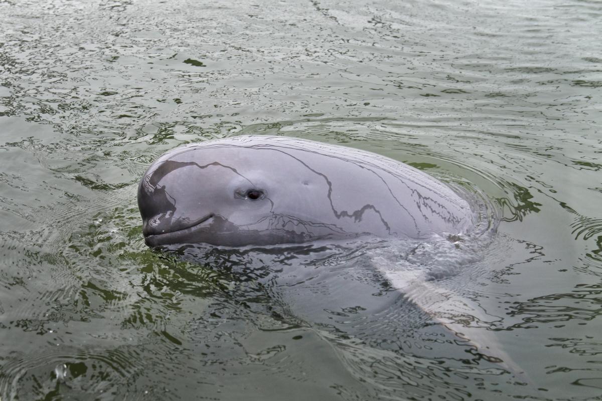 Yangtze bruinvis zoetwater