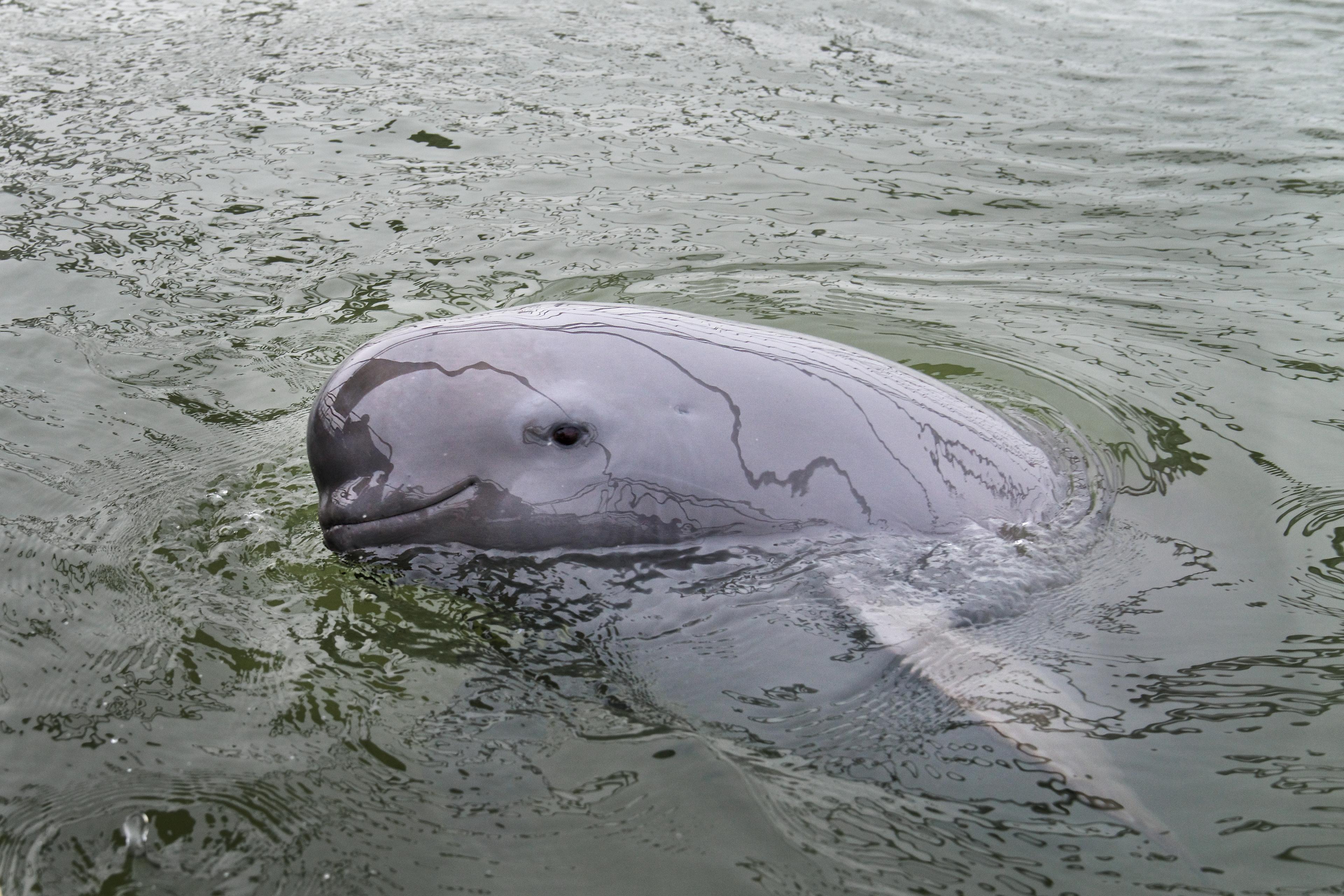 Yangtze bruinvis zoetwater