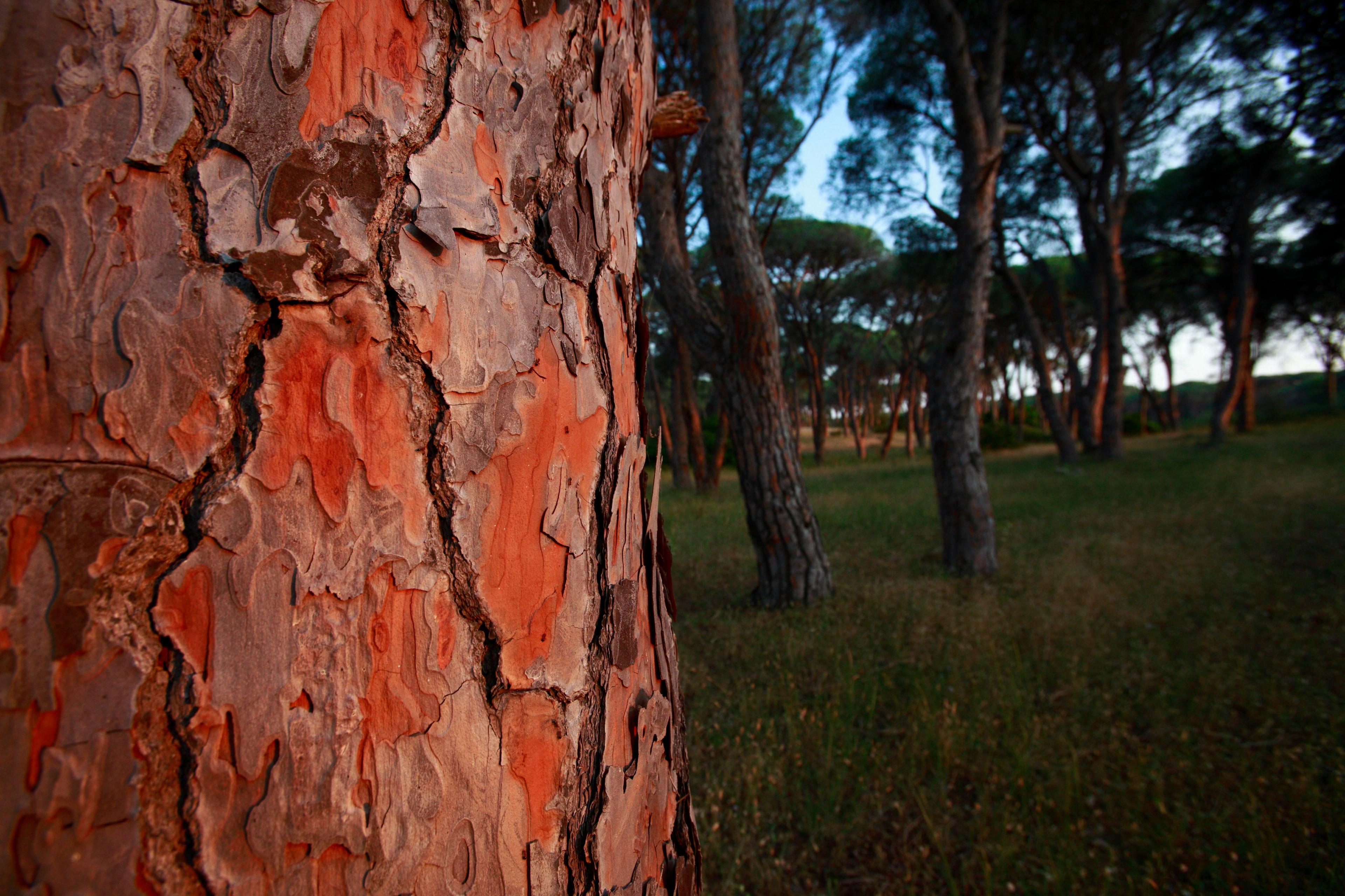 Dennenbomen Griekenland