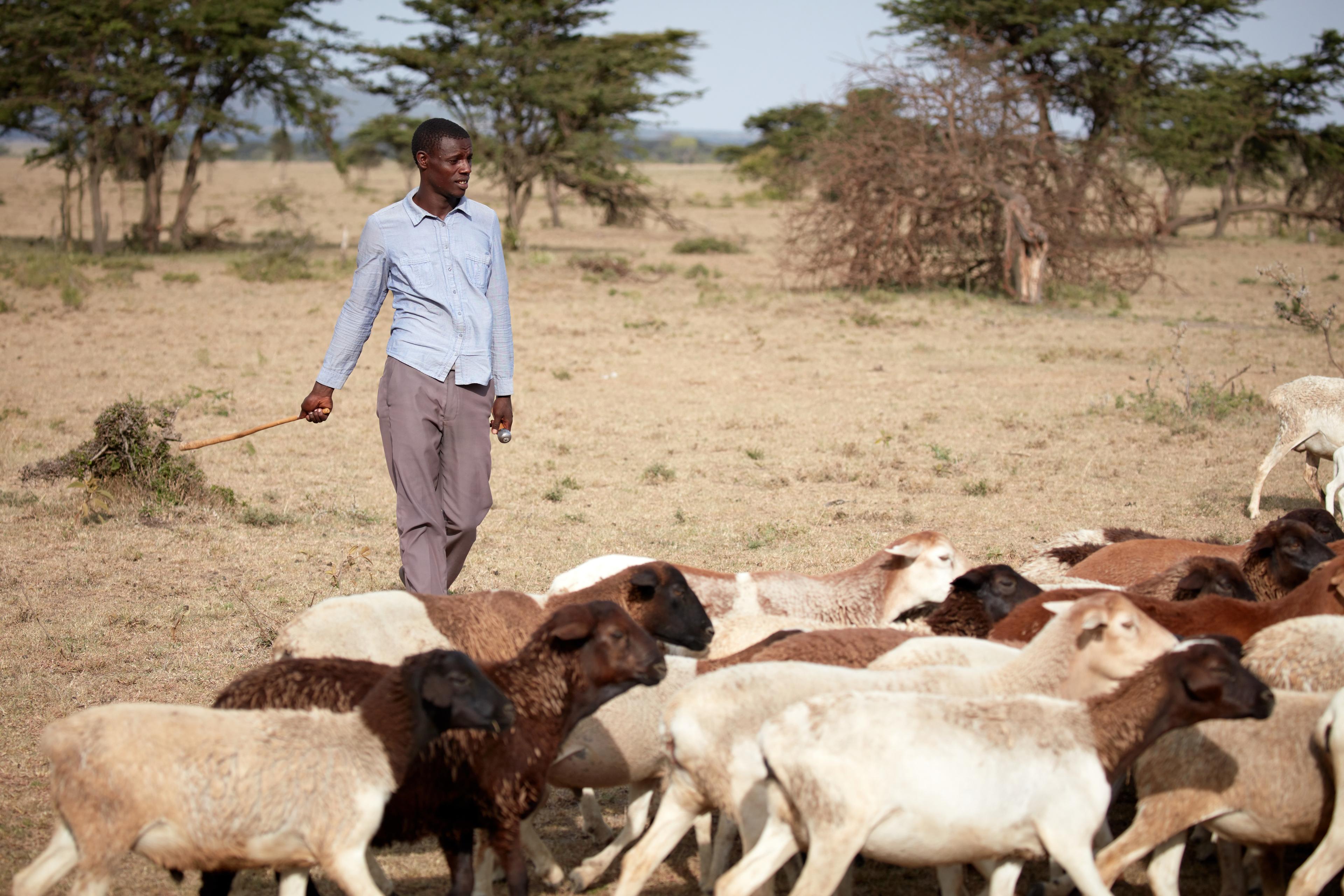 Herder in Narok County, Kenia, met zijn schapen