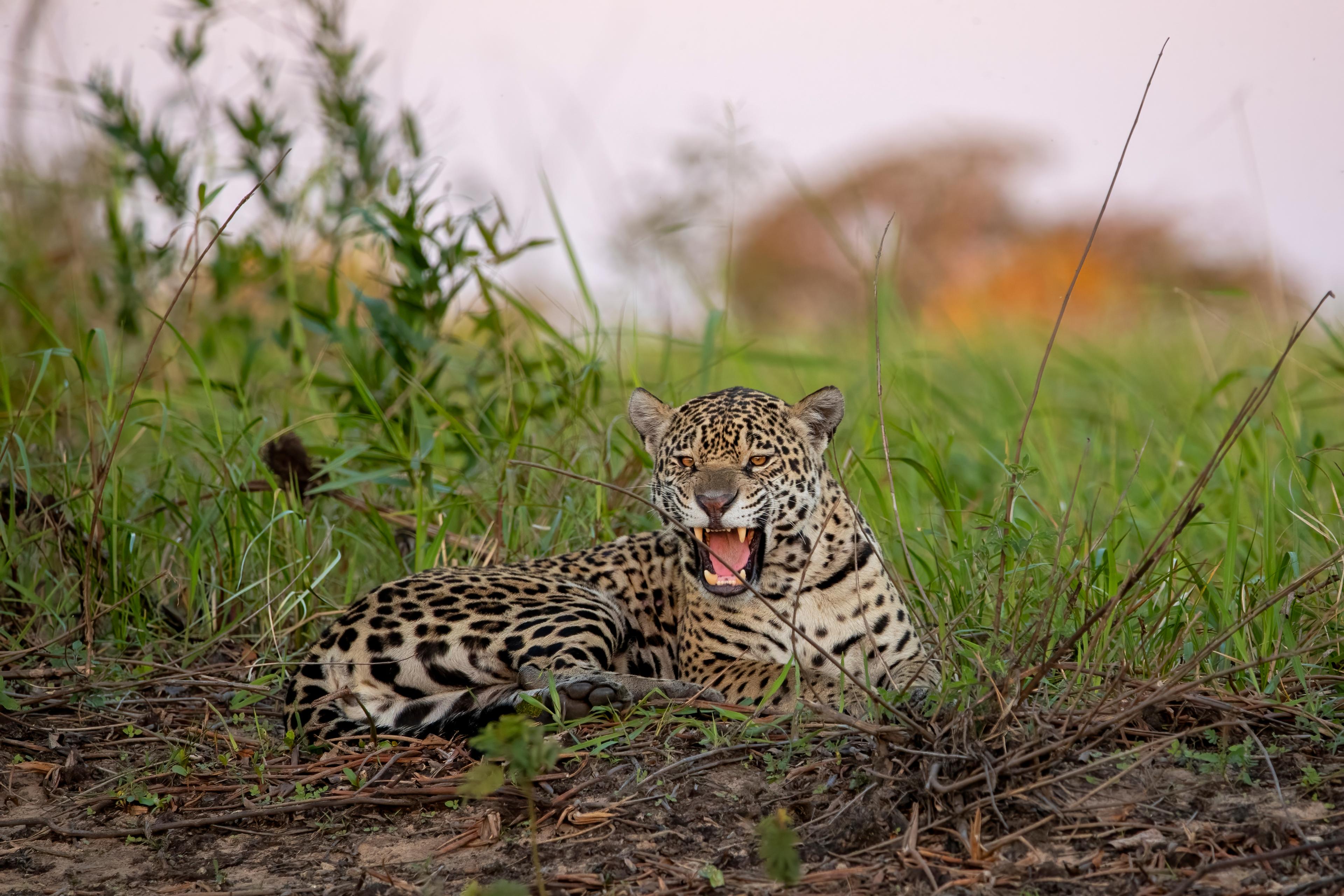 Jaguar met open bek