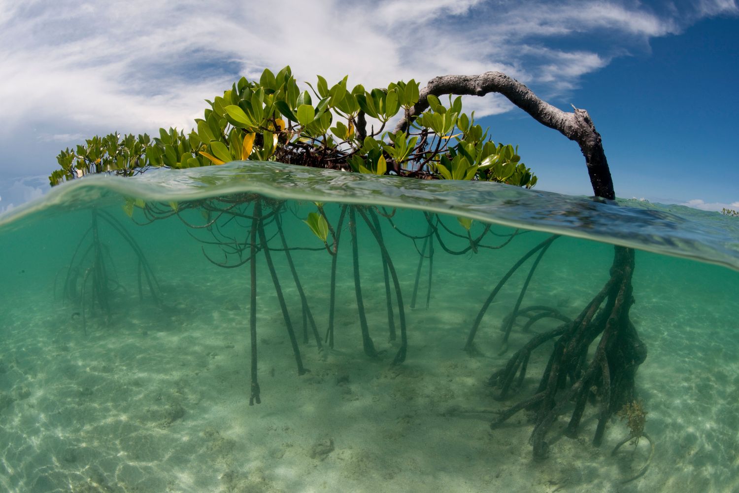 WW183195 mangrove