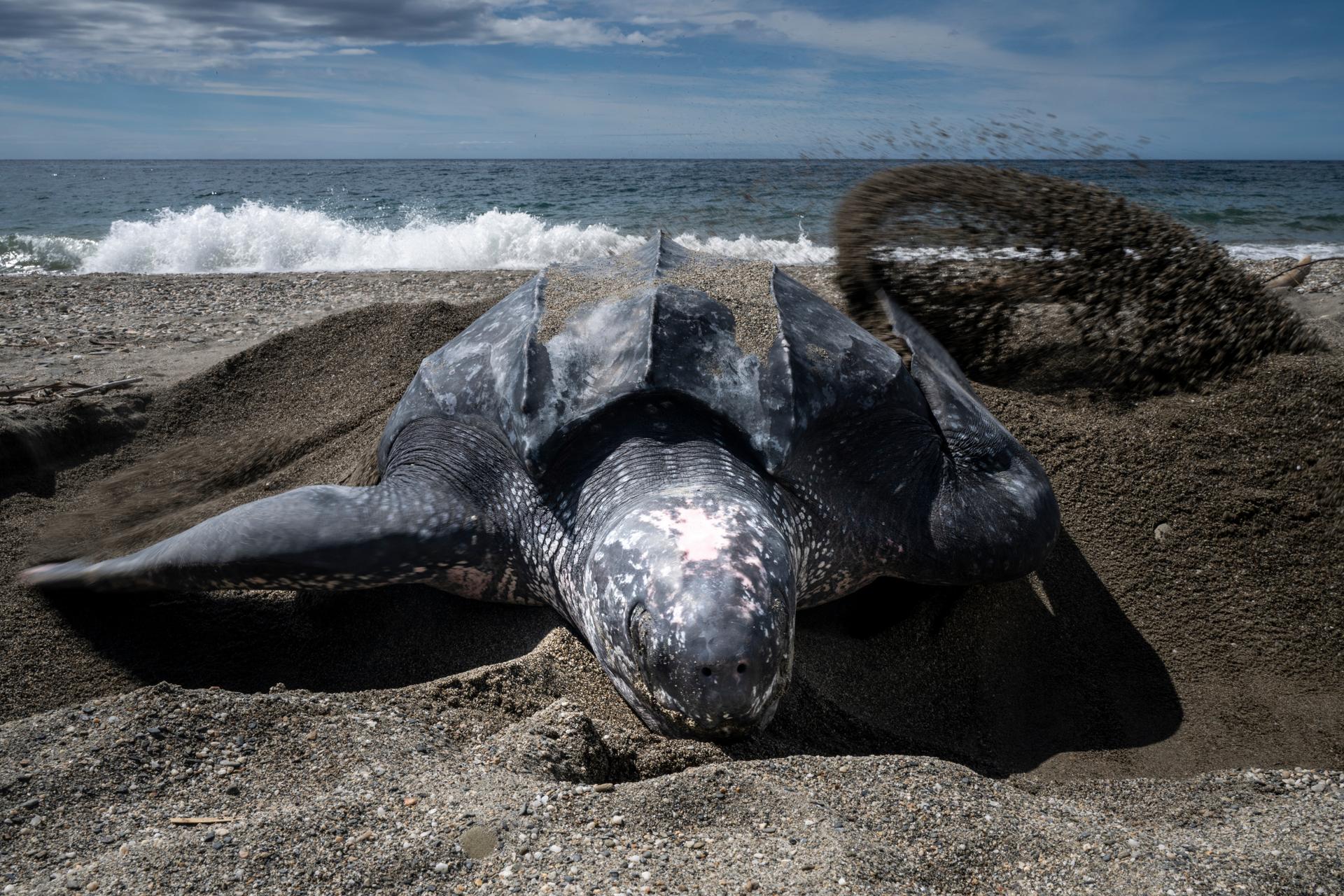 Een lederschildpad bedekt zijn nest na het leggen van eieren op het strand van Buru  Eiland, Maluku, Indonesië.